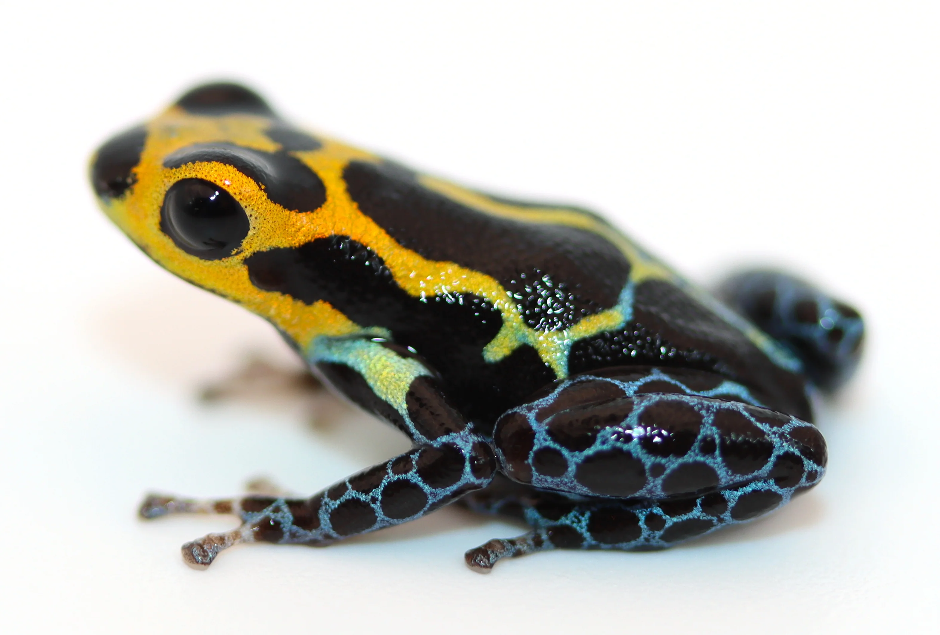 Ranitomeya imitator "veradero" - Image 2