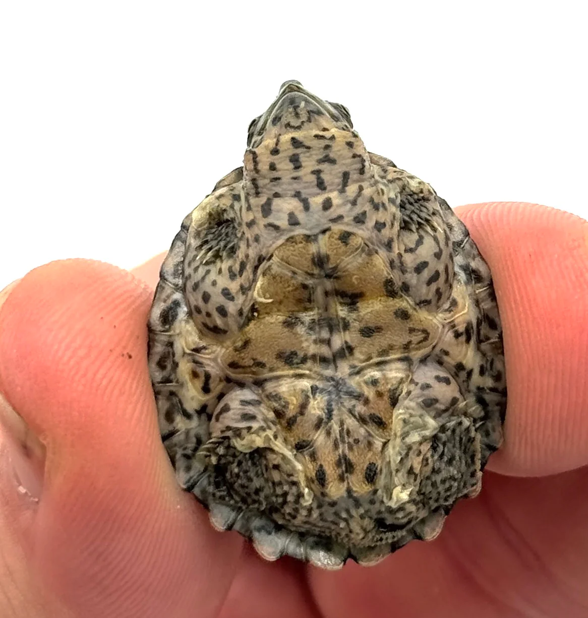 Razor-backed musk turtle (Sternotherus carinatus) - Image 2