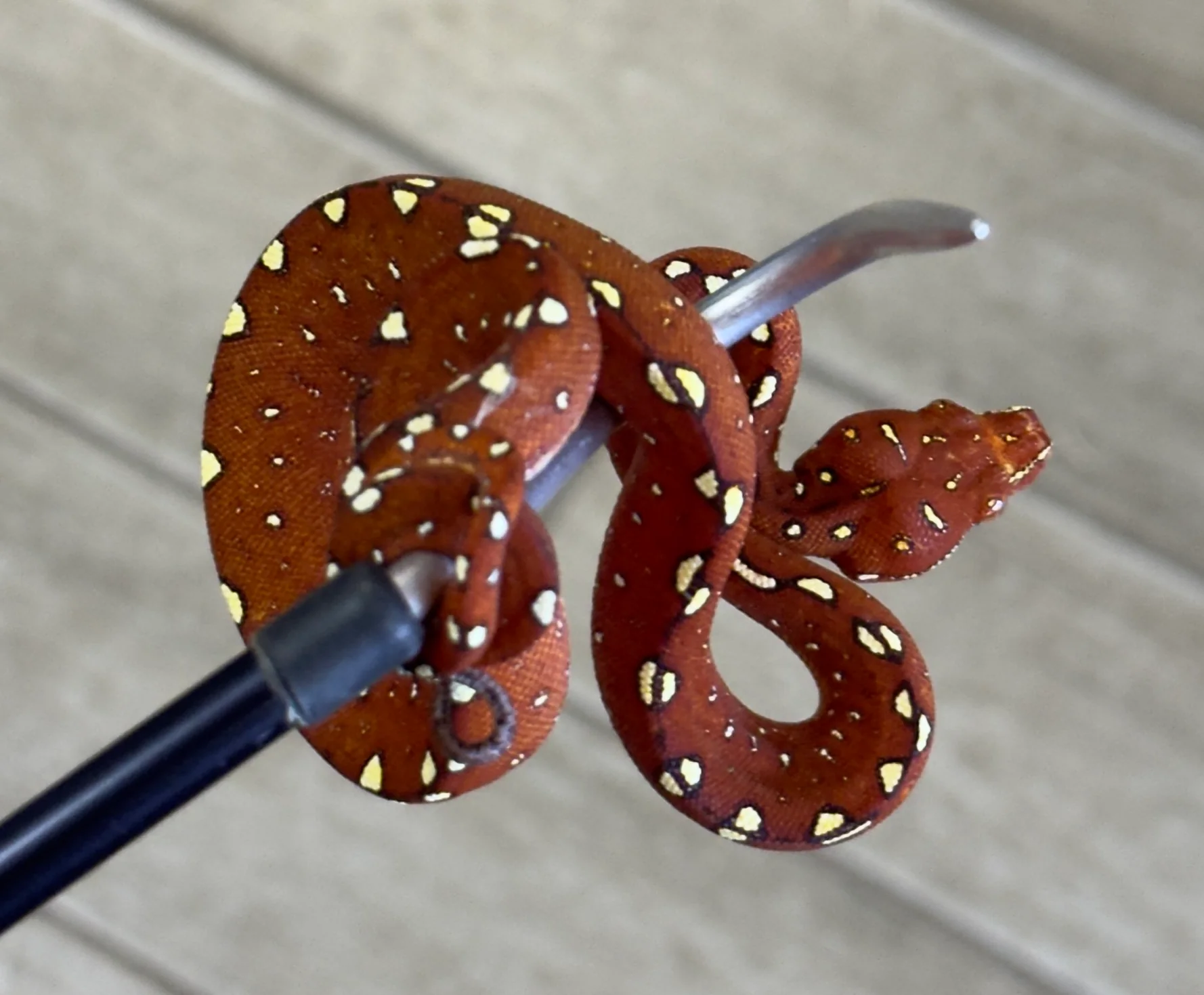 Red Biak Green Tree Python (RGTP12) - Image 2