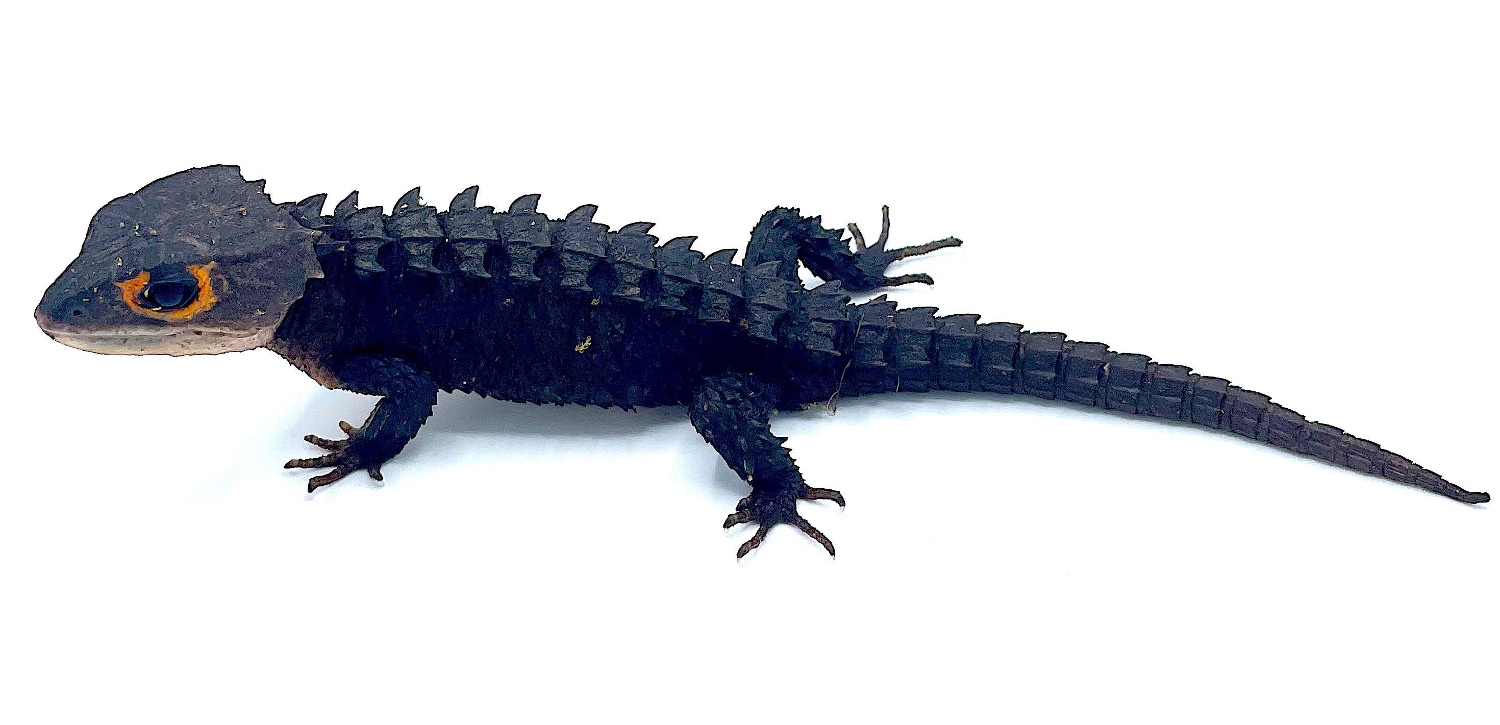 Red Eye Crocodile Skink - Image 2