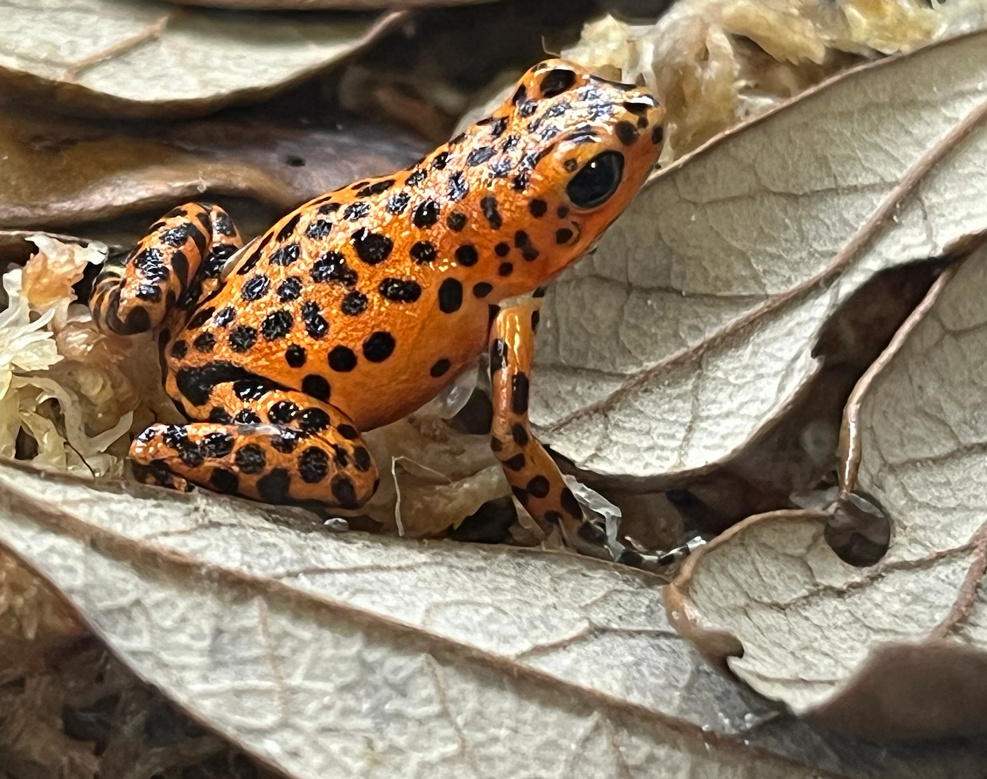 Red Frog Beach Strawberry Dart Frogs (Oophaga pumilio) - Image 2
