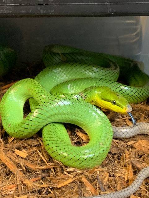 Red Tail Green Rat Snakes Adults