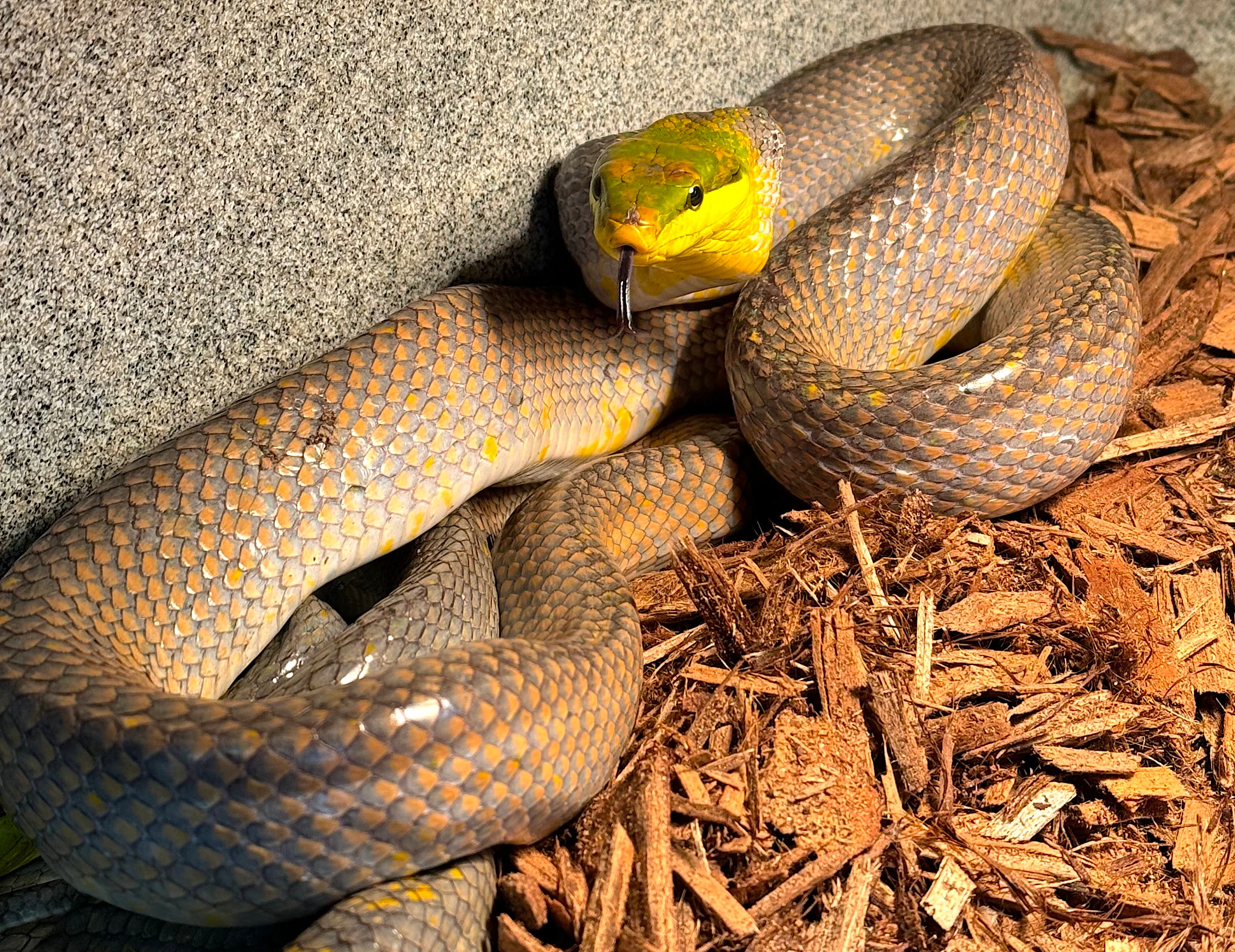 Red Tail Green Rat Snakes Adults - Image 2