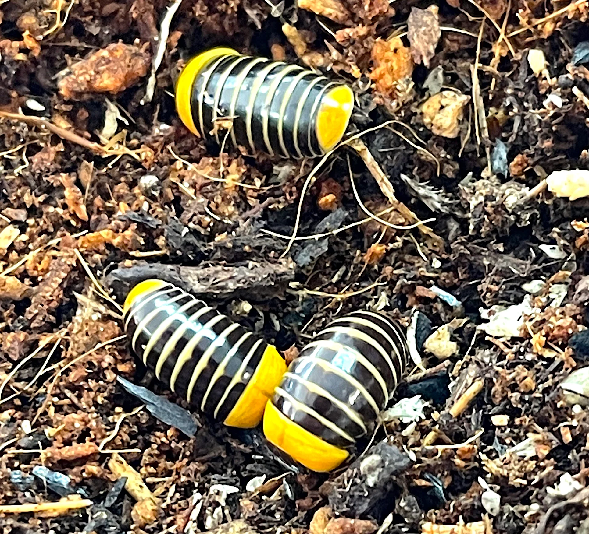 Rubber Ducky Pill Millipede