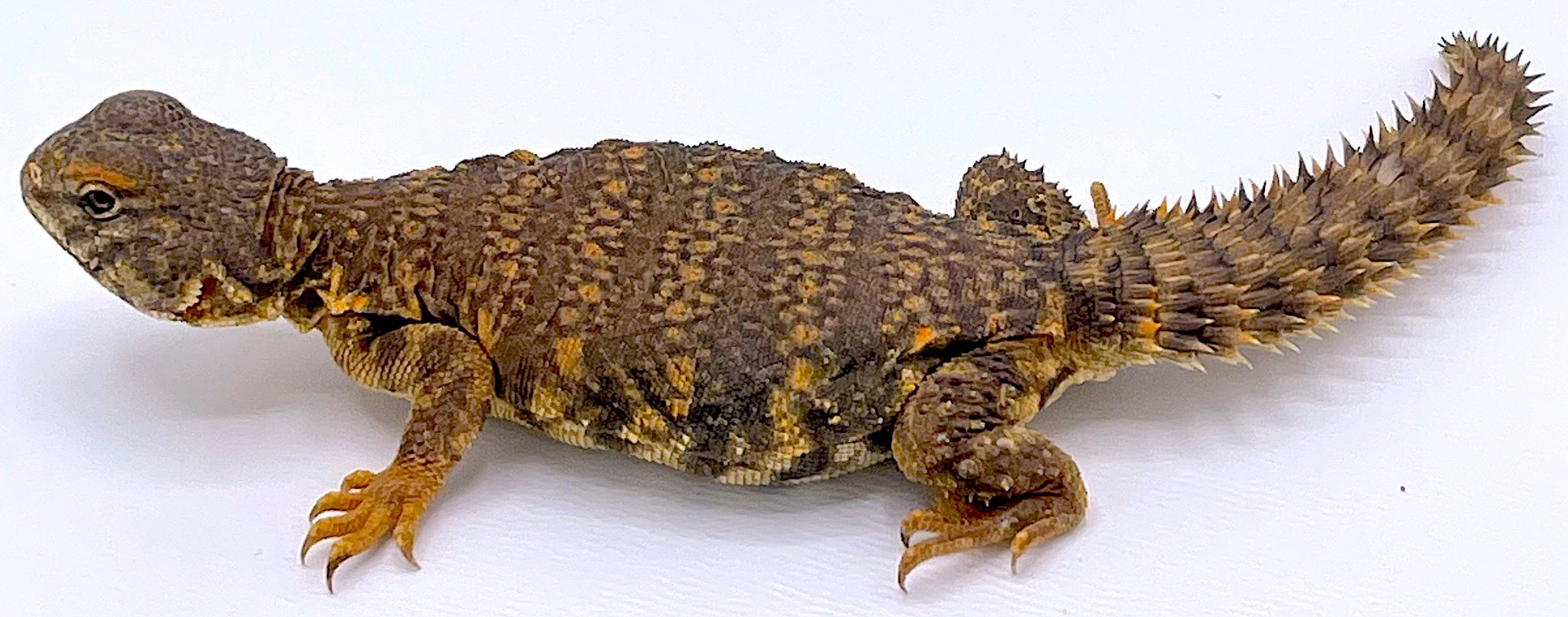 Saharan (Nigerian) Uromastyx - Image 3