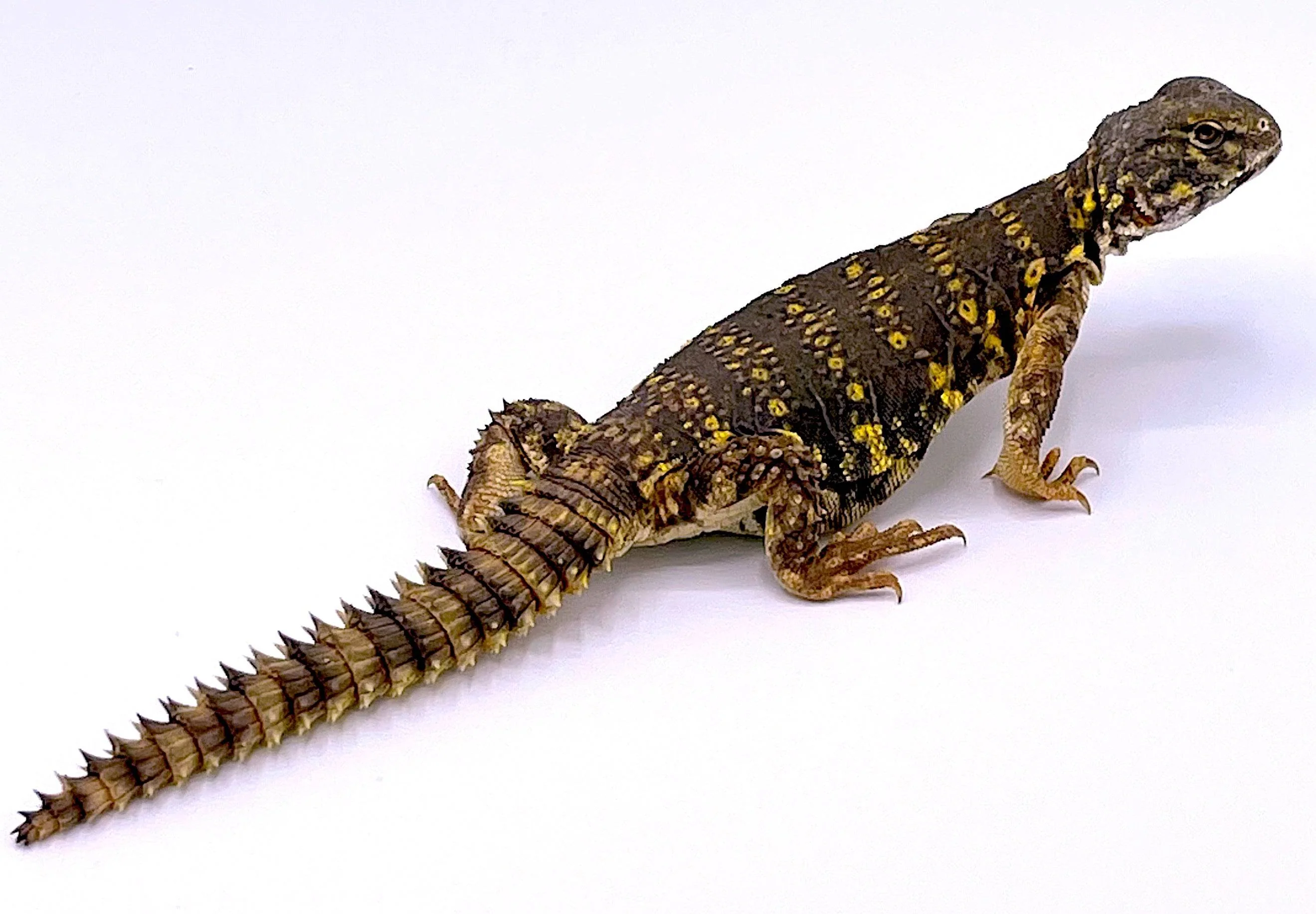 Saharan (Nigerian) Uromastyx - Image 4