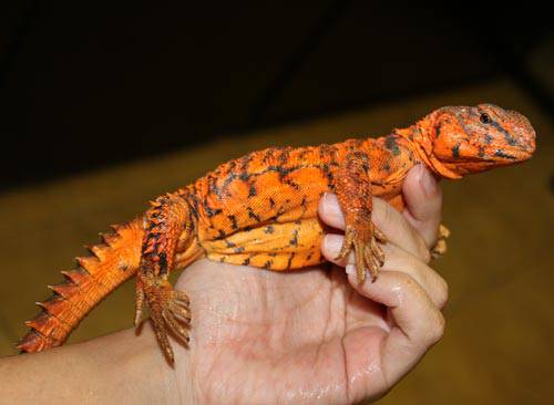 Saharan (Nigerian) Uromastyx - Image 5