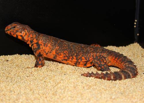Saharan (Nigerian) Uromastyx - Image 6