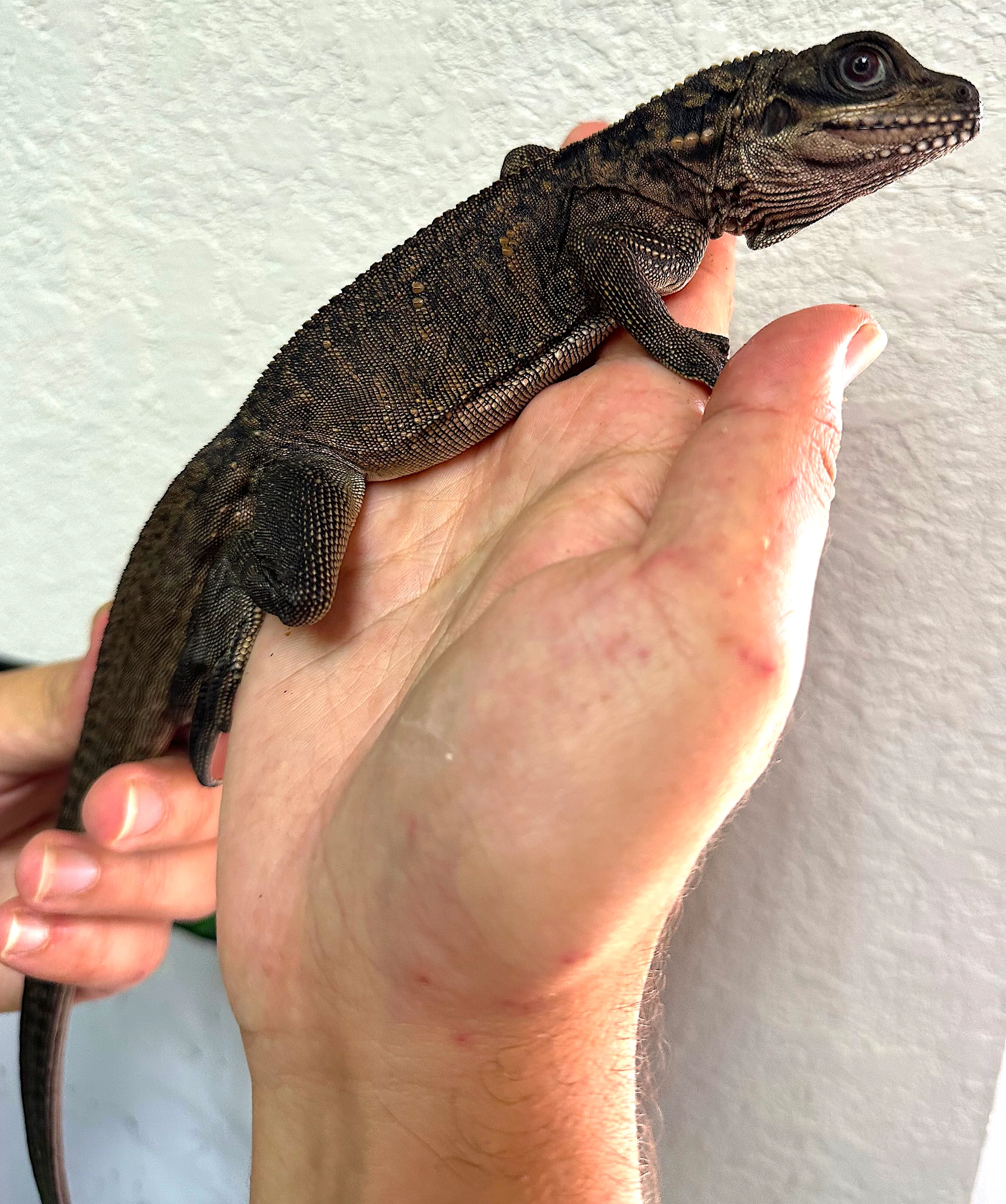 Sailfin dragon (Hydrosaurus celebensis)