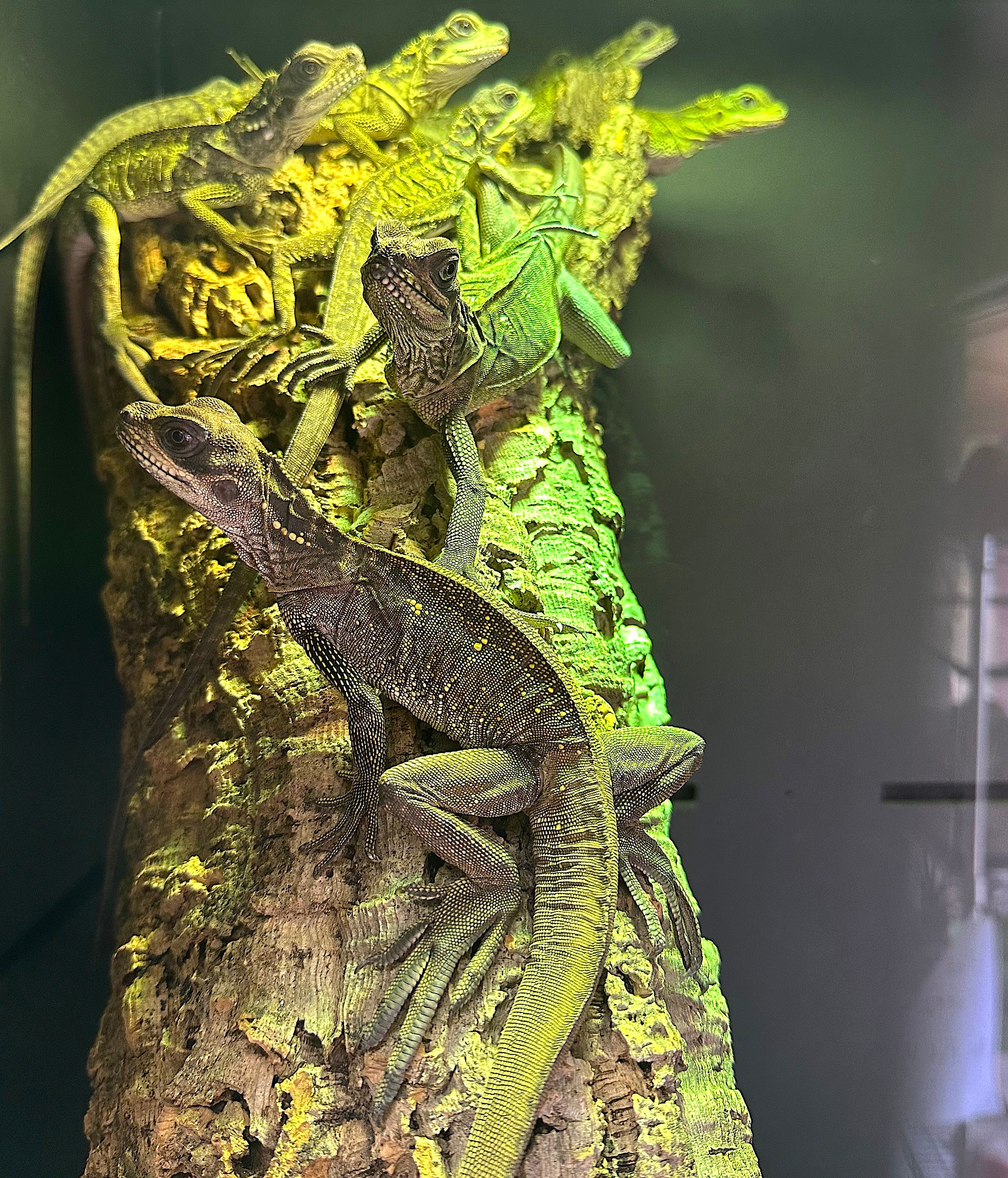Sailfin dragon (Hydrosaurus celebensis) - Image 2