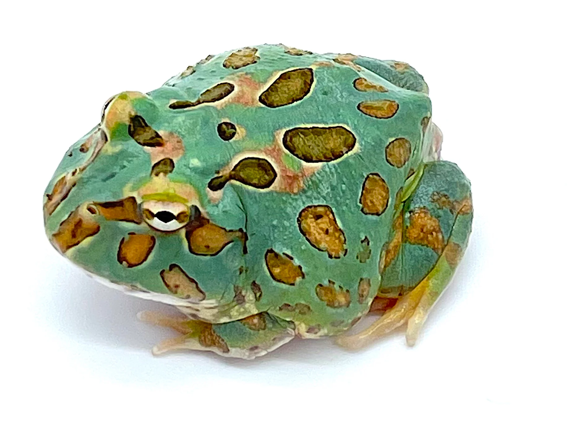 Samurai "Blue" Pacman Frog