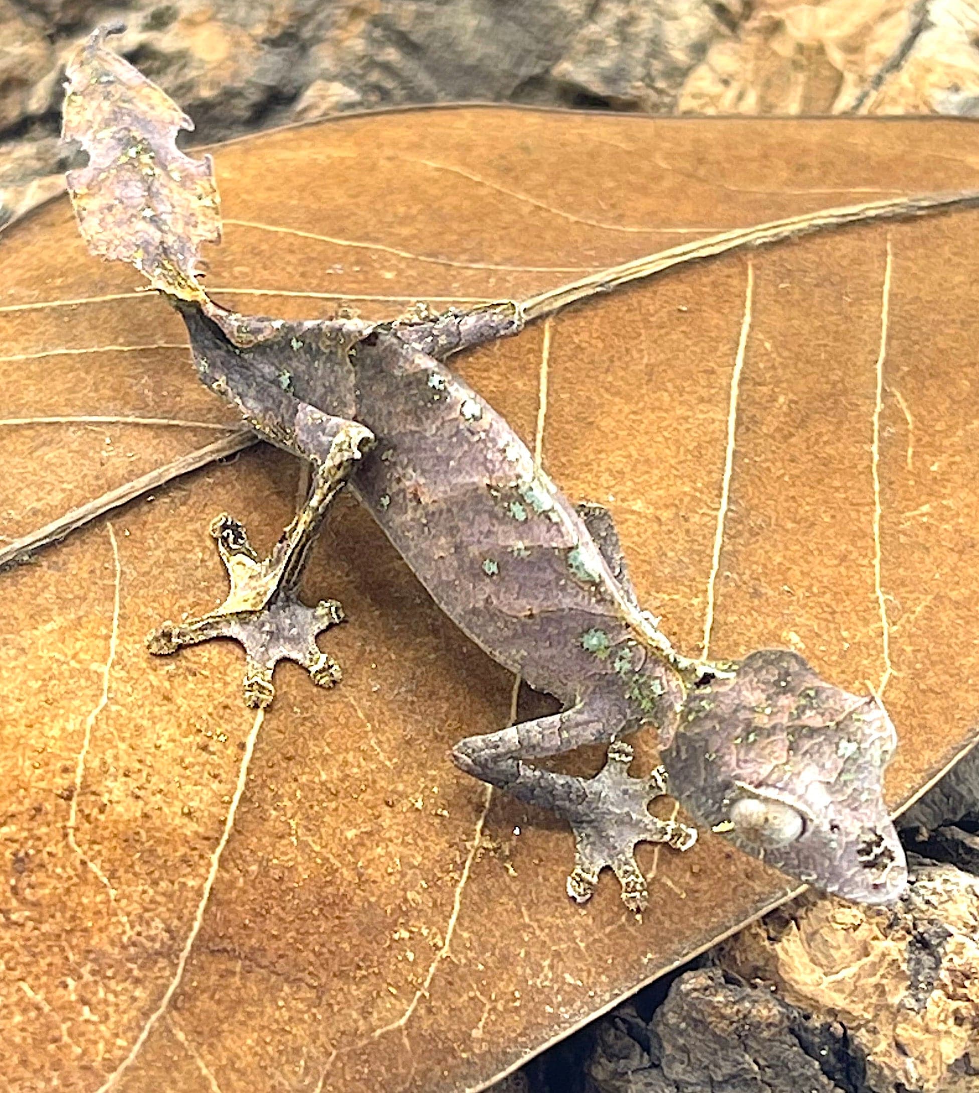 Satanic Leaf Tailed Gecko (Uroplatus phantasticus)