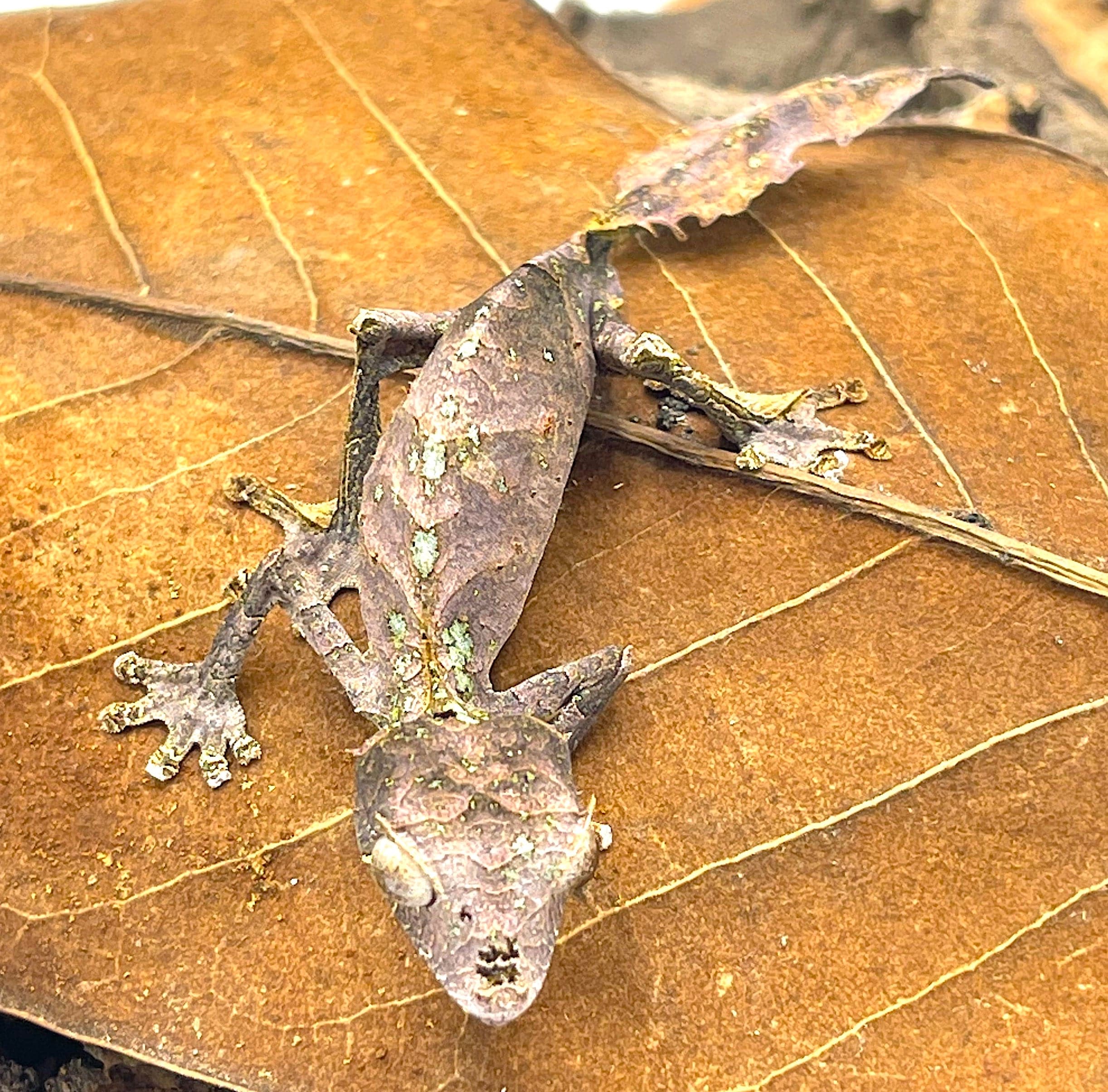 Satanic Leaf Tailed Gecko (Uroplatus phantasticus) - Image 2