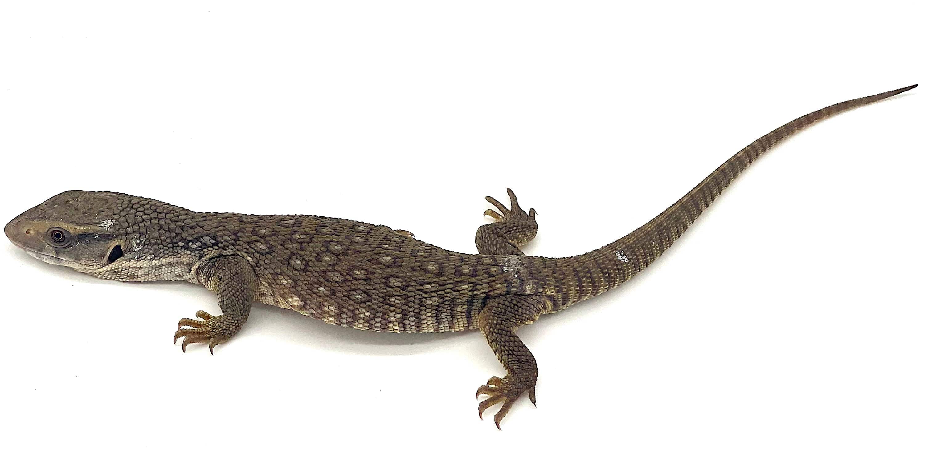 Savannah Monitors - Image 3