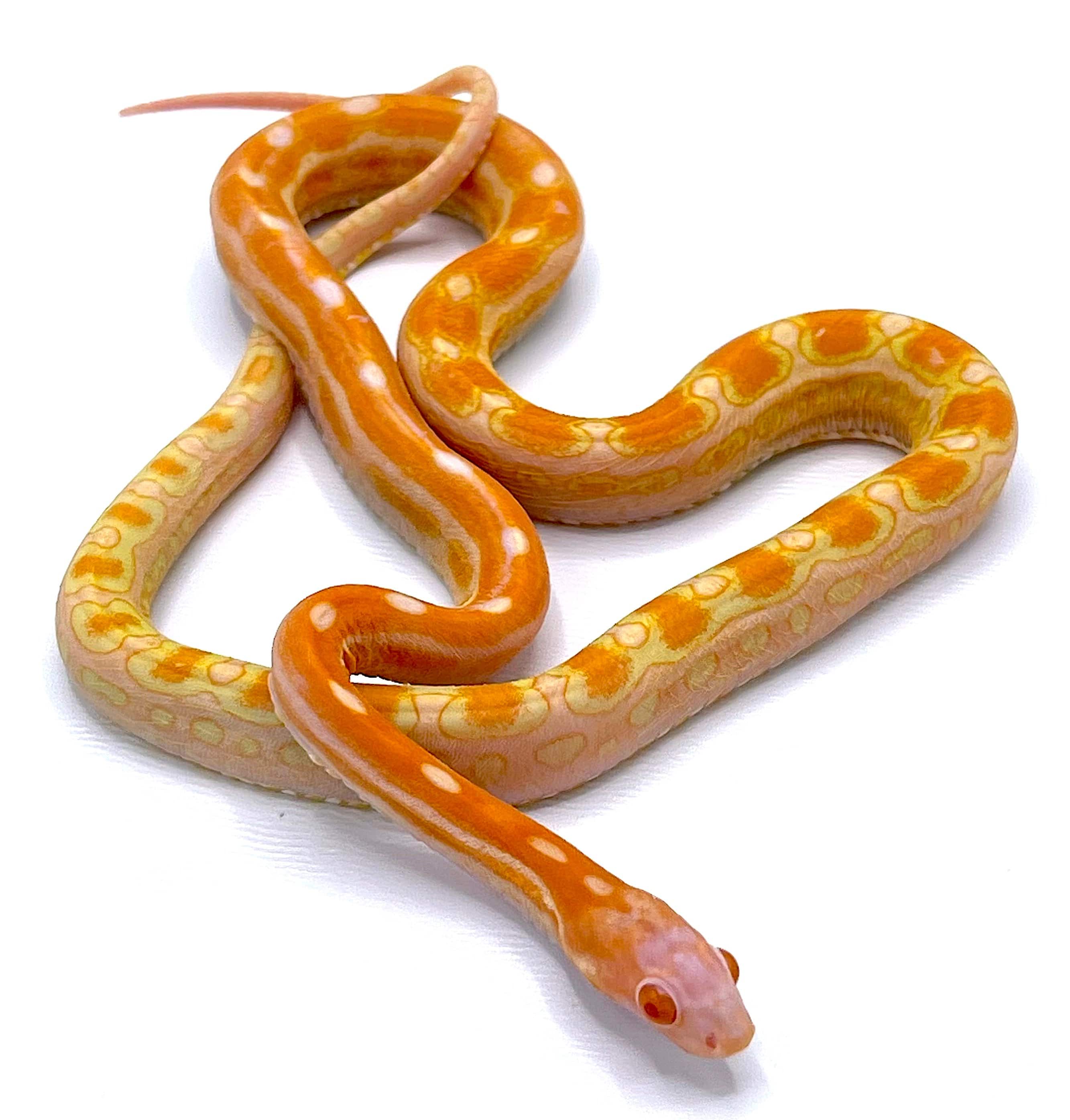 Scaleless Albino Corn Snake