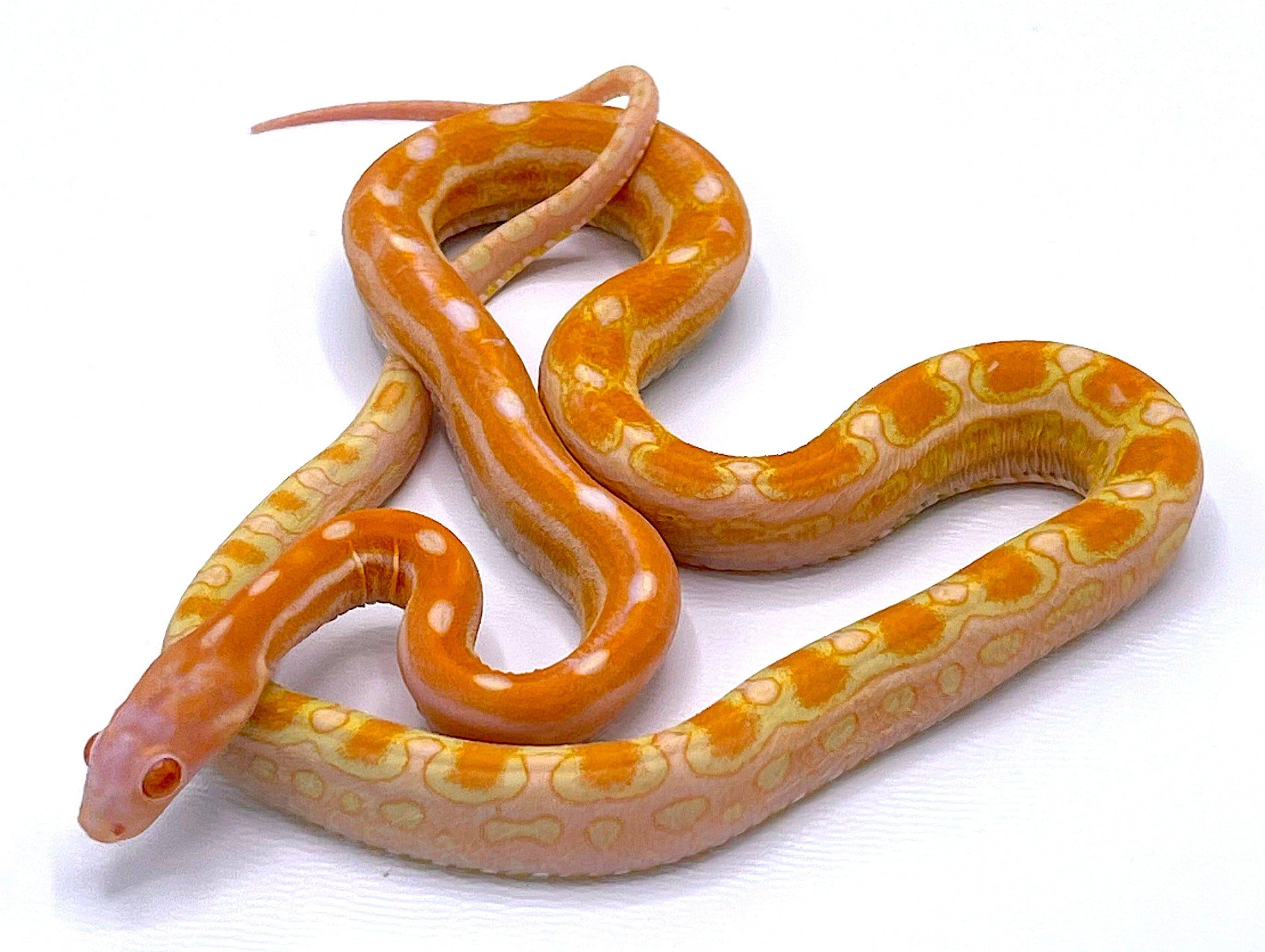 Scaleless Albino Corn Snake - Image 2