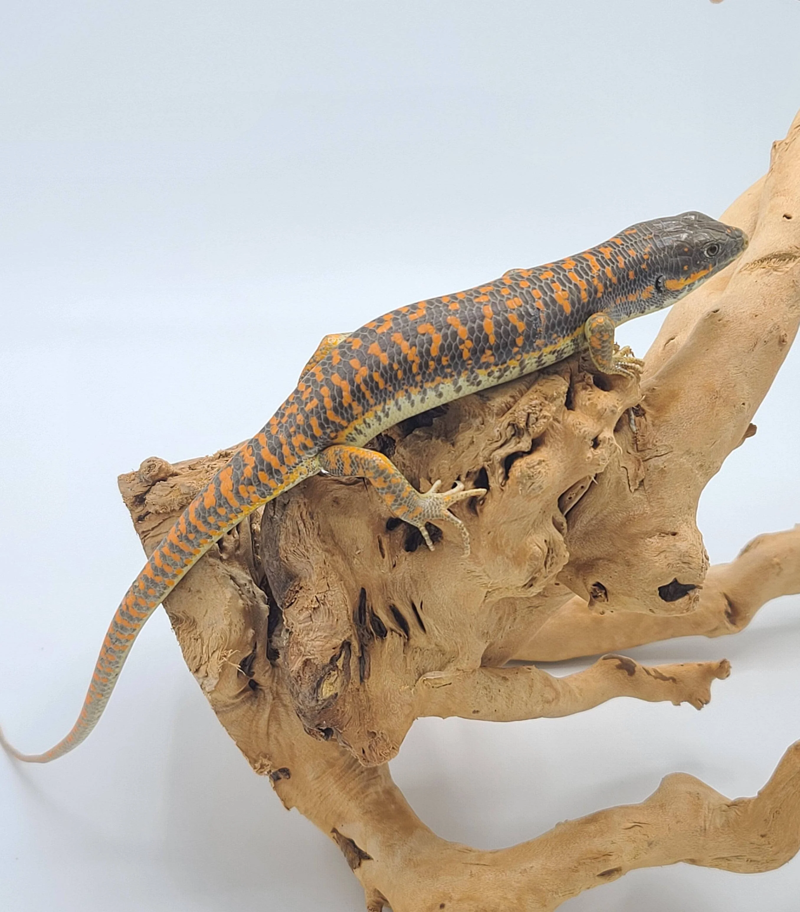Schneider Skink (Eumeces schneiderii) - Image 2