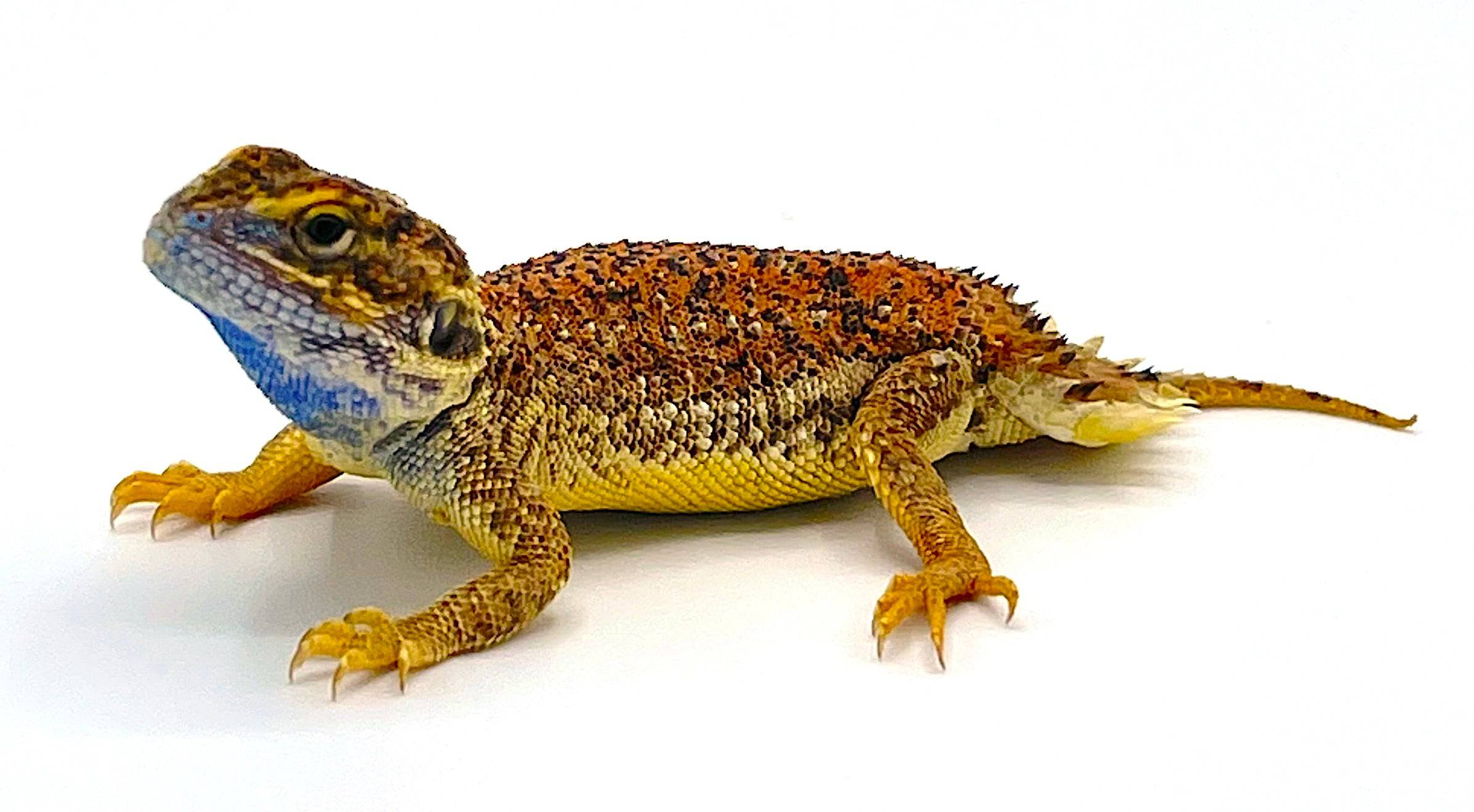 Shield-Tailed Agama (Xenagama taylori)