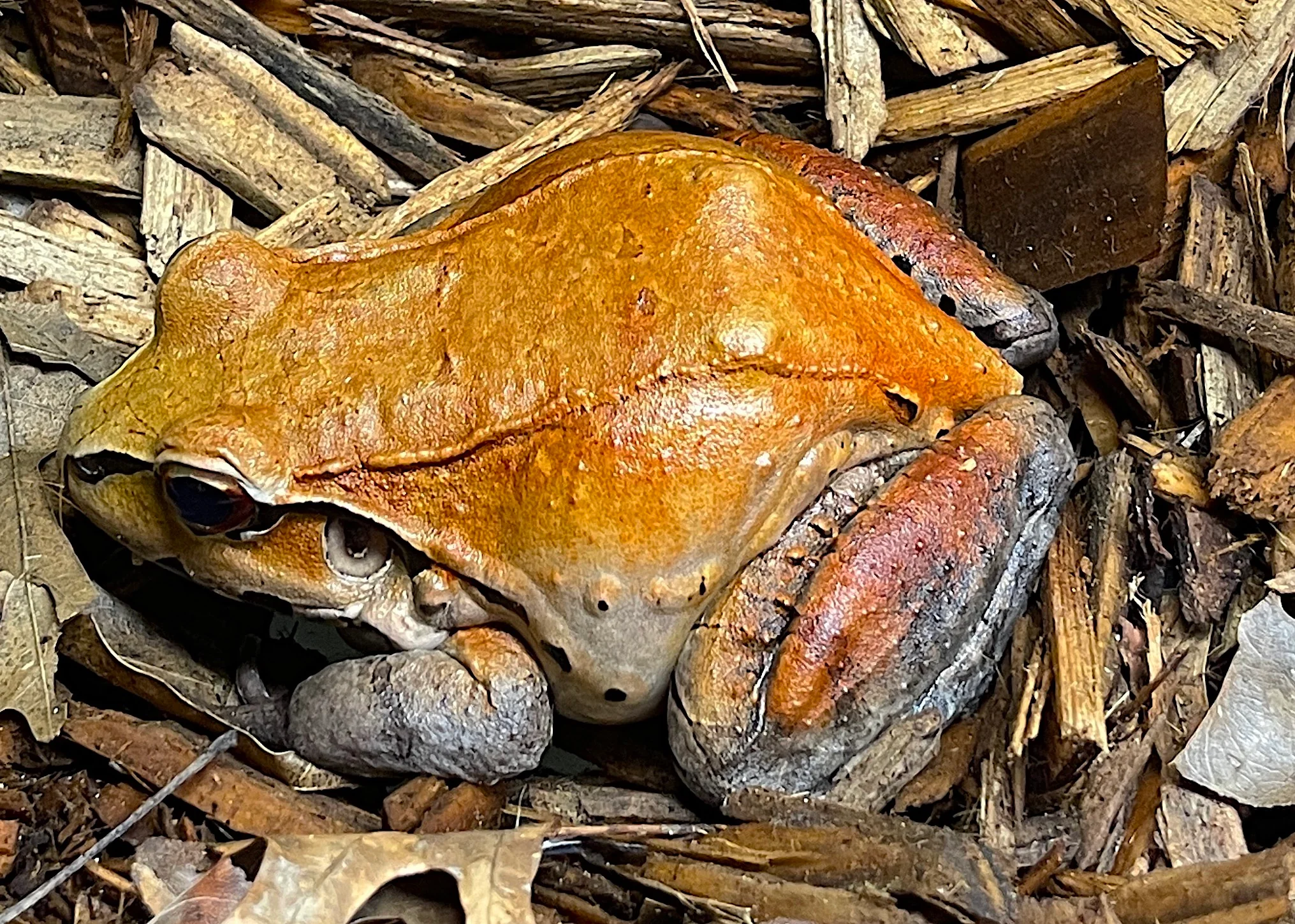 Smokey Jungle Frog