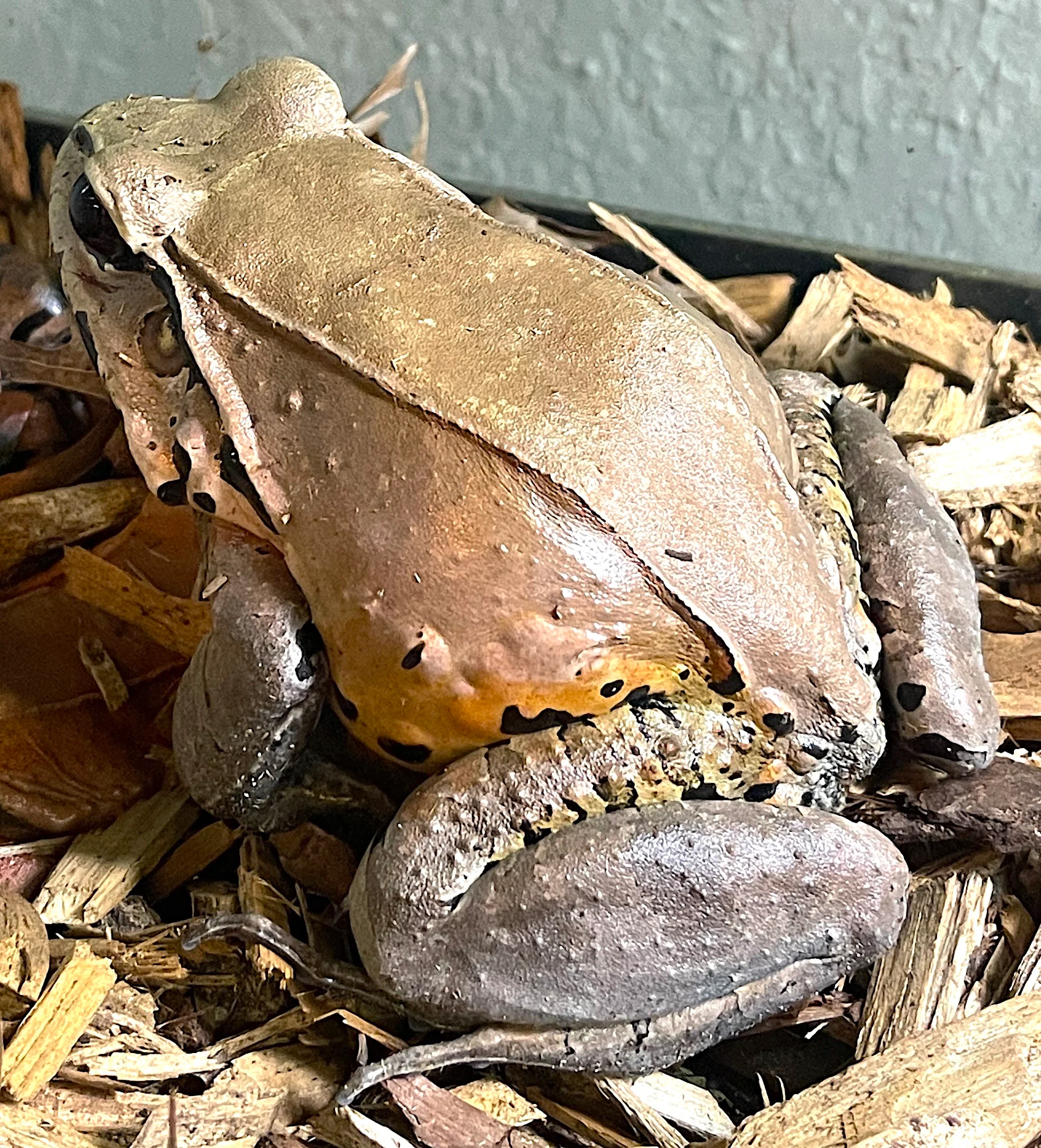 Smokey Jungle Frog - Image 2