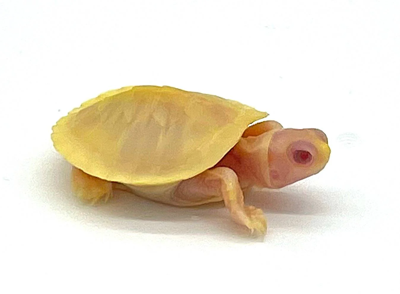 Snow Red Ear Slider