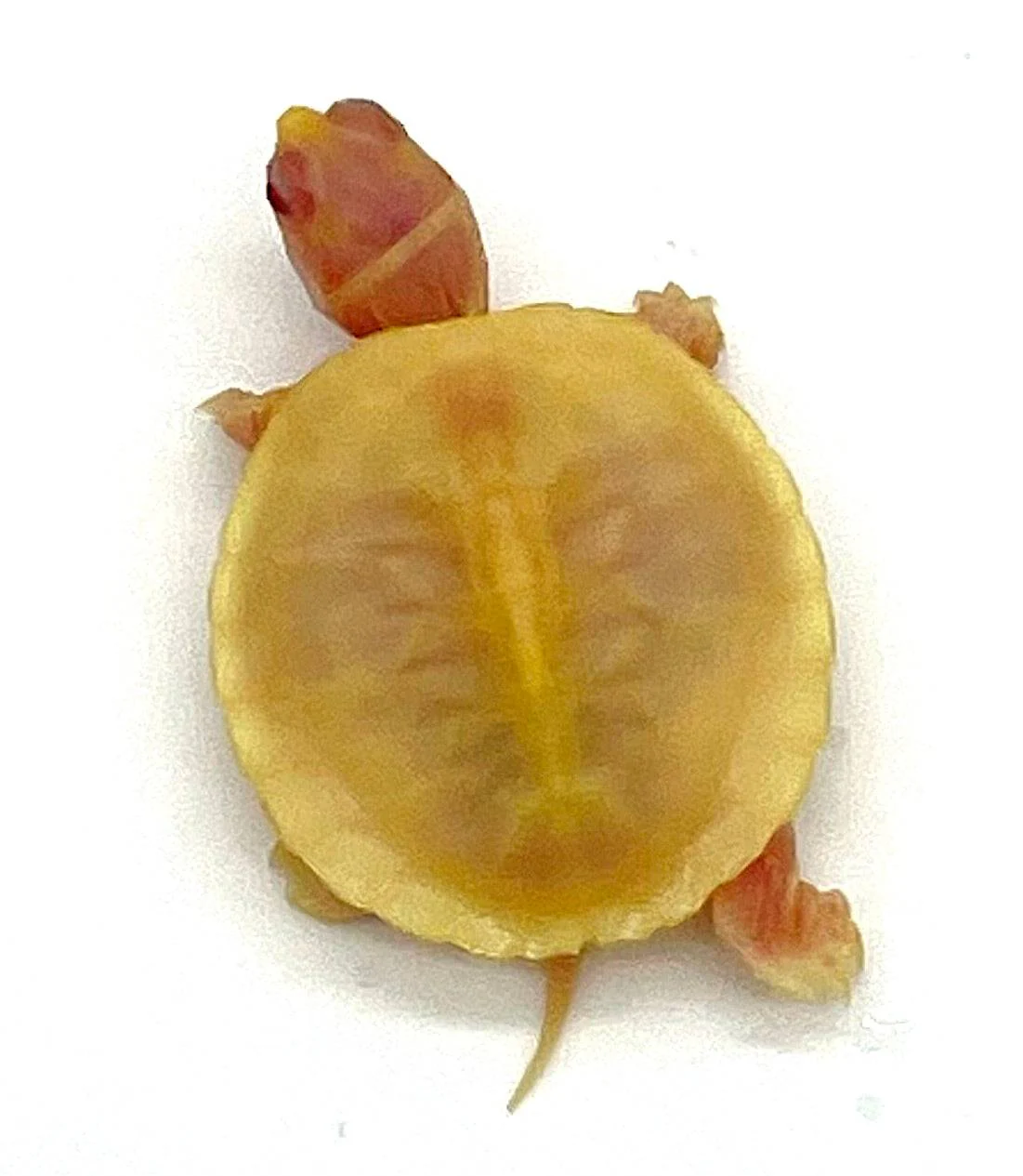 Snow Red Ear Slider - Image 2