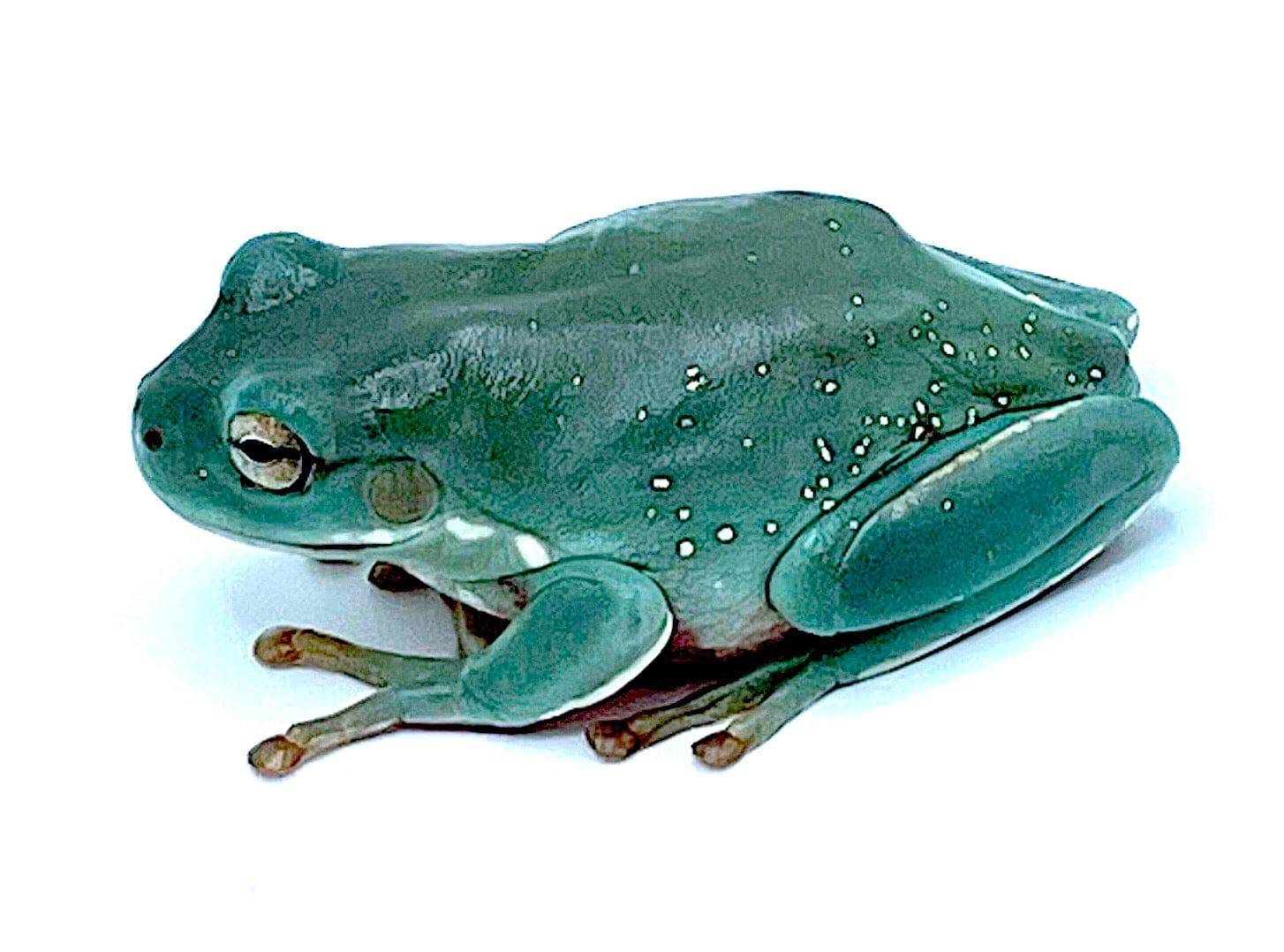 Snowflake Whites Tree Frogs