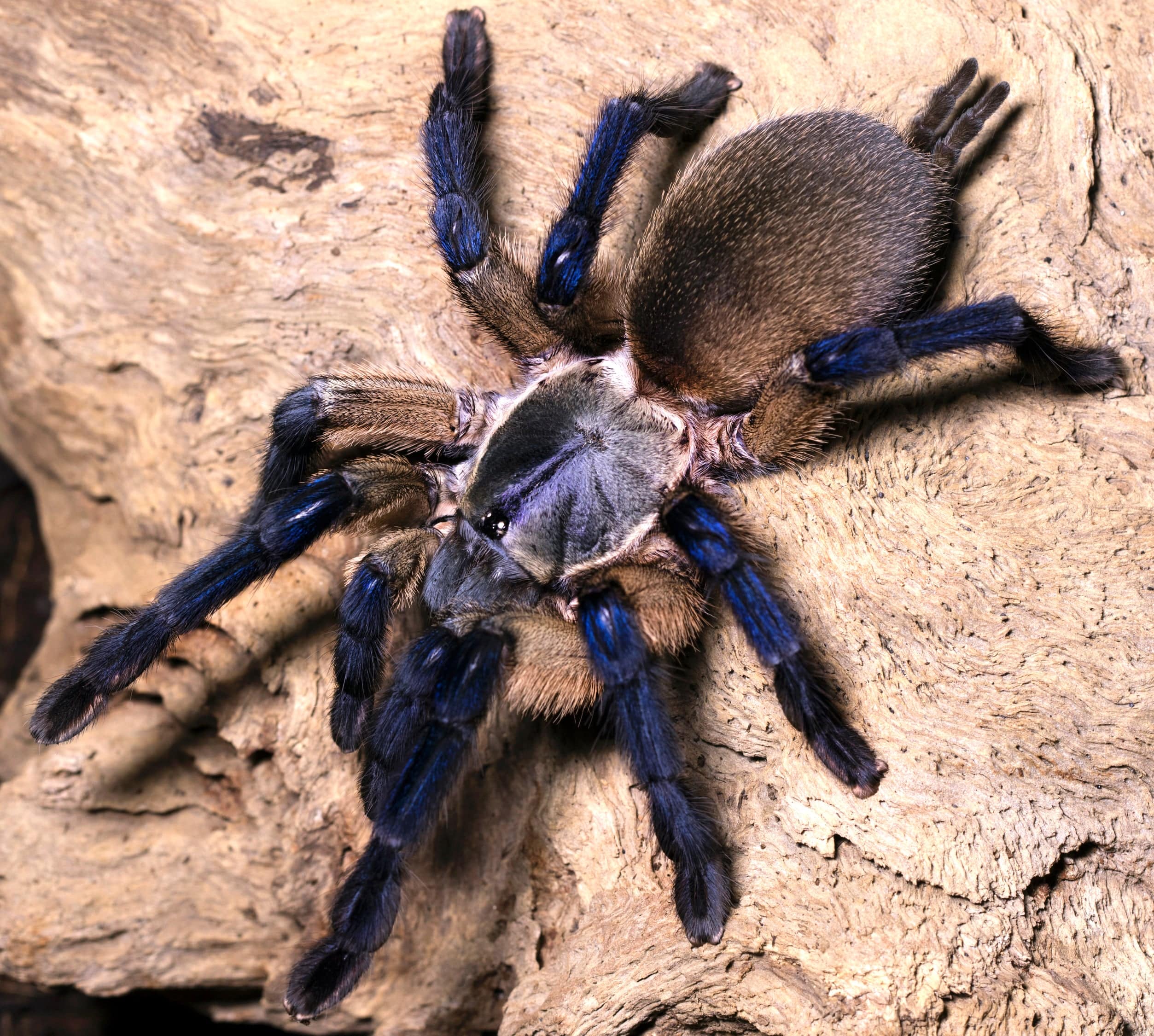 Socotra Island Baboon Tarantula 2-3"