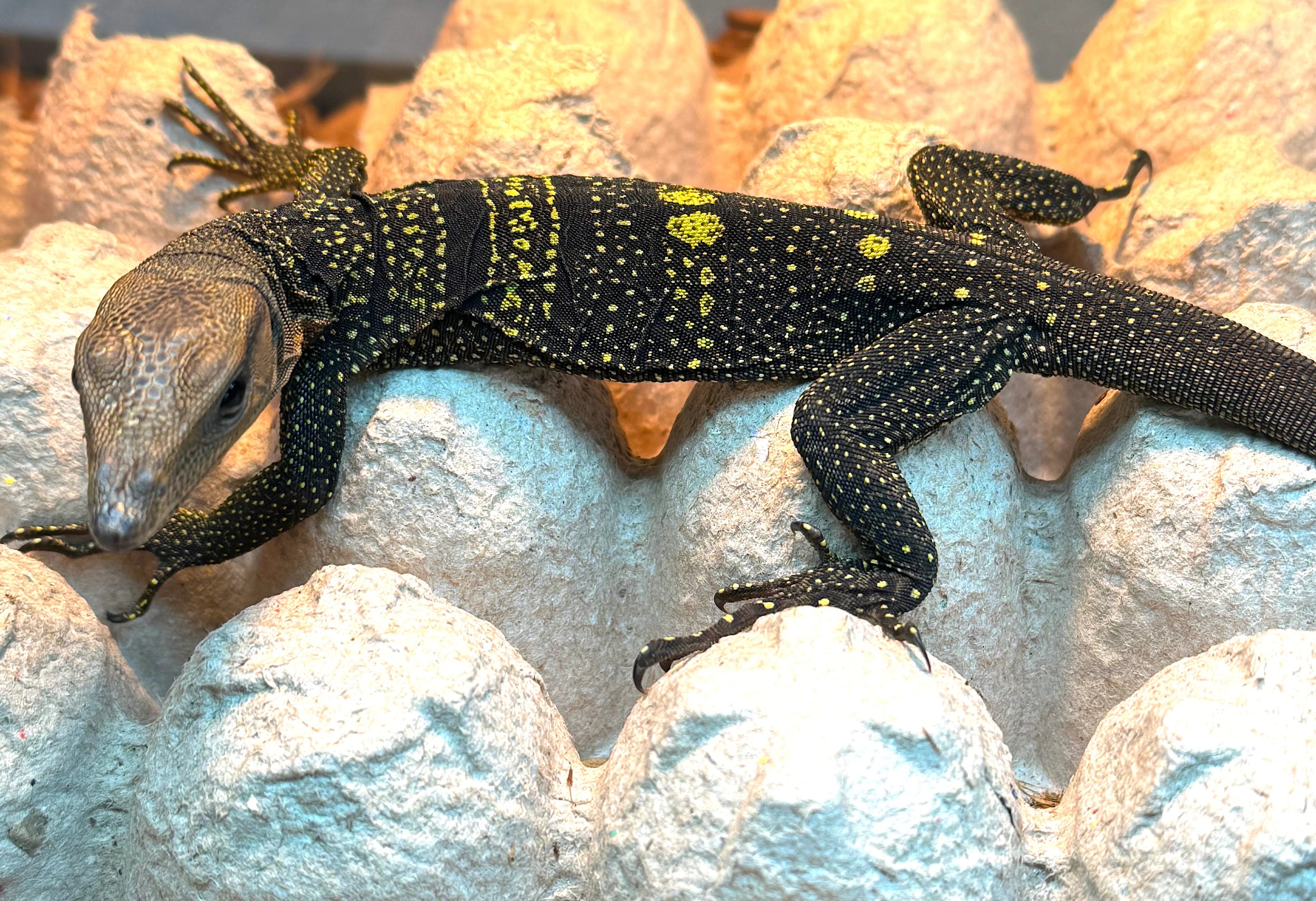 Solomon Island Spiny Monitor (Varanus spinulosus)