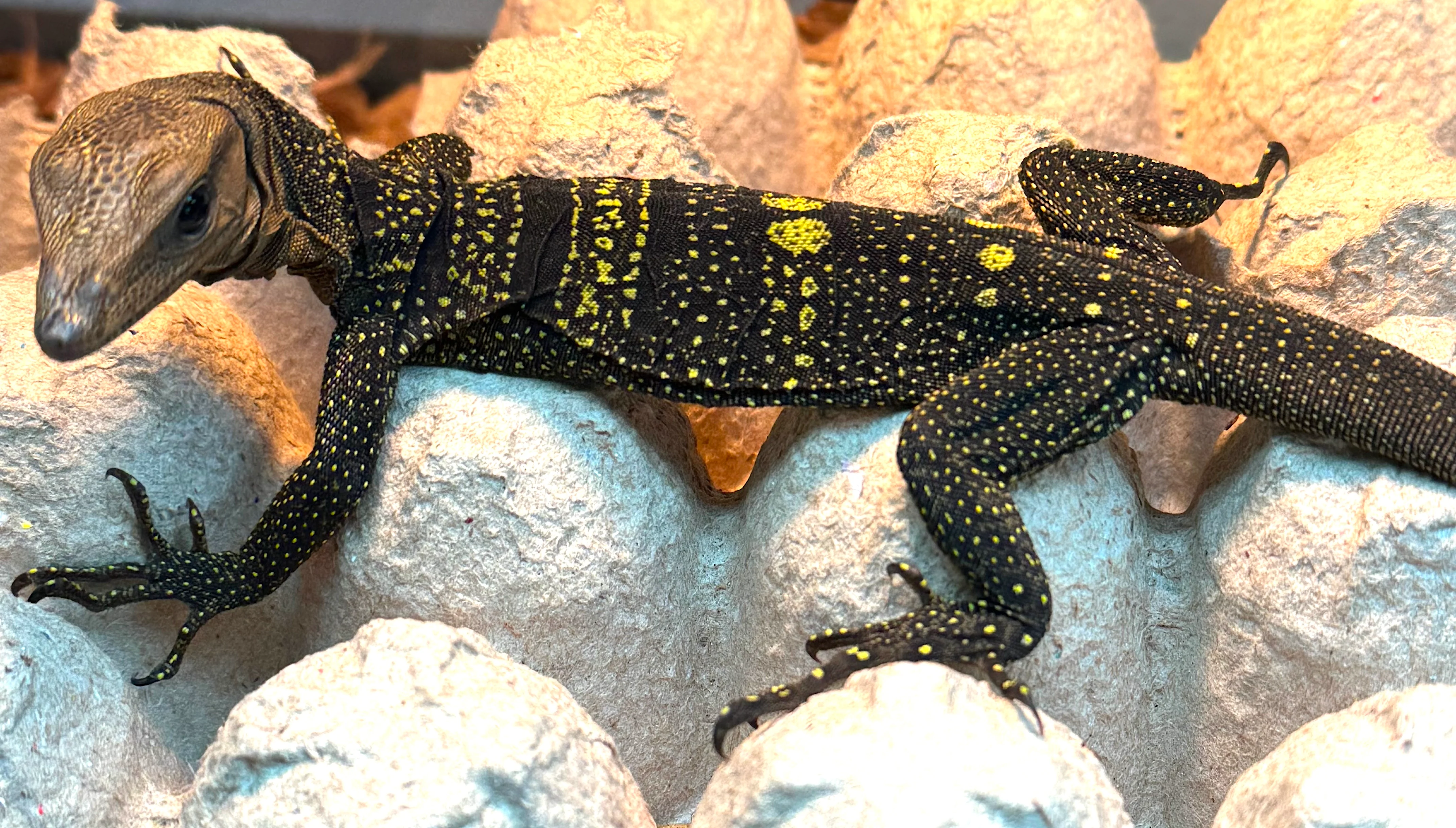 Solomon Island Spiny Monitor (Varanus spinulosus) - Image 2