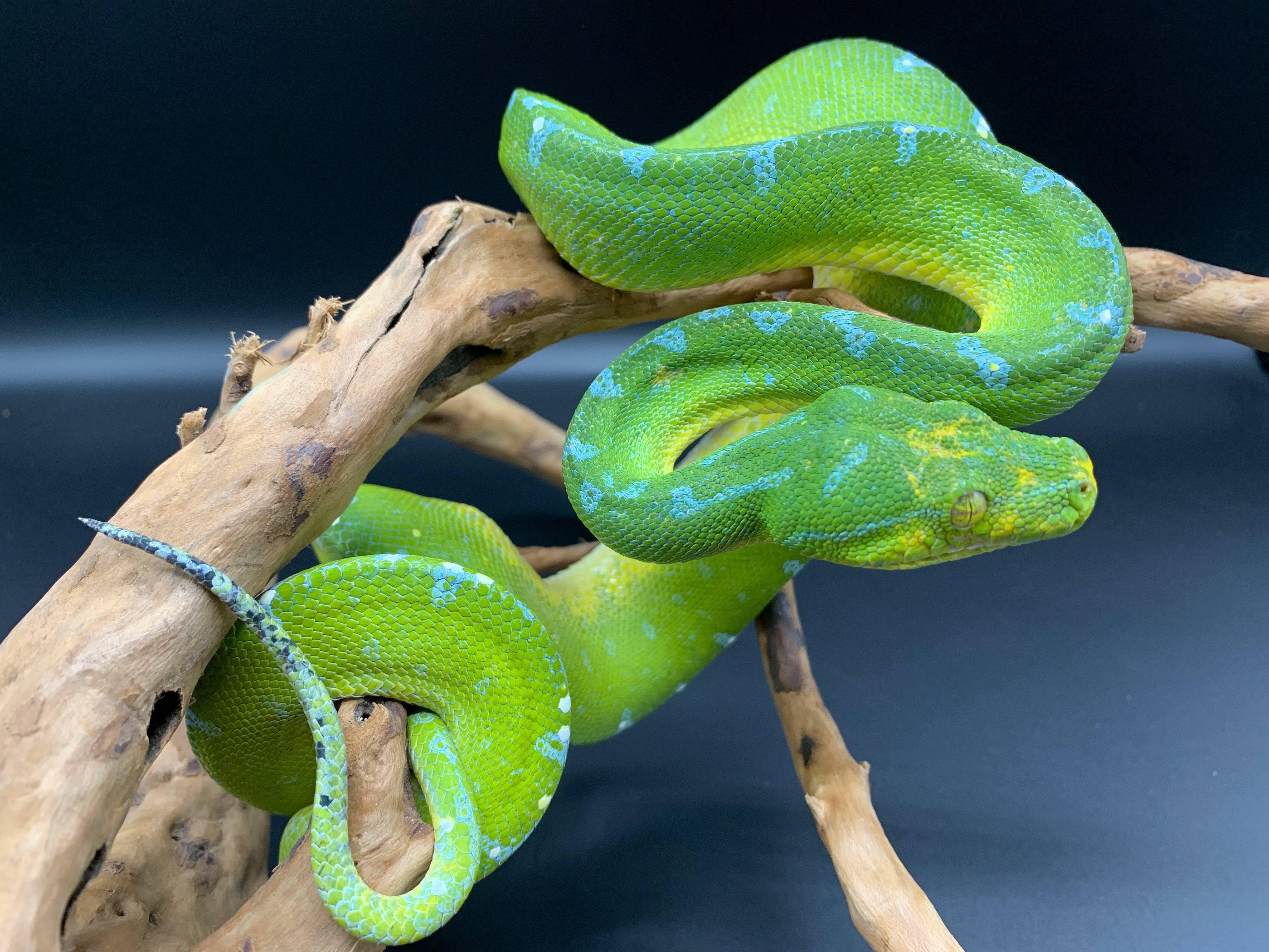 Sorong Green Tree Pythons Sub Adults