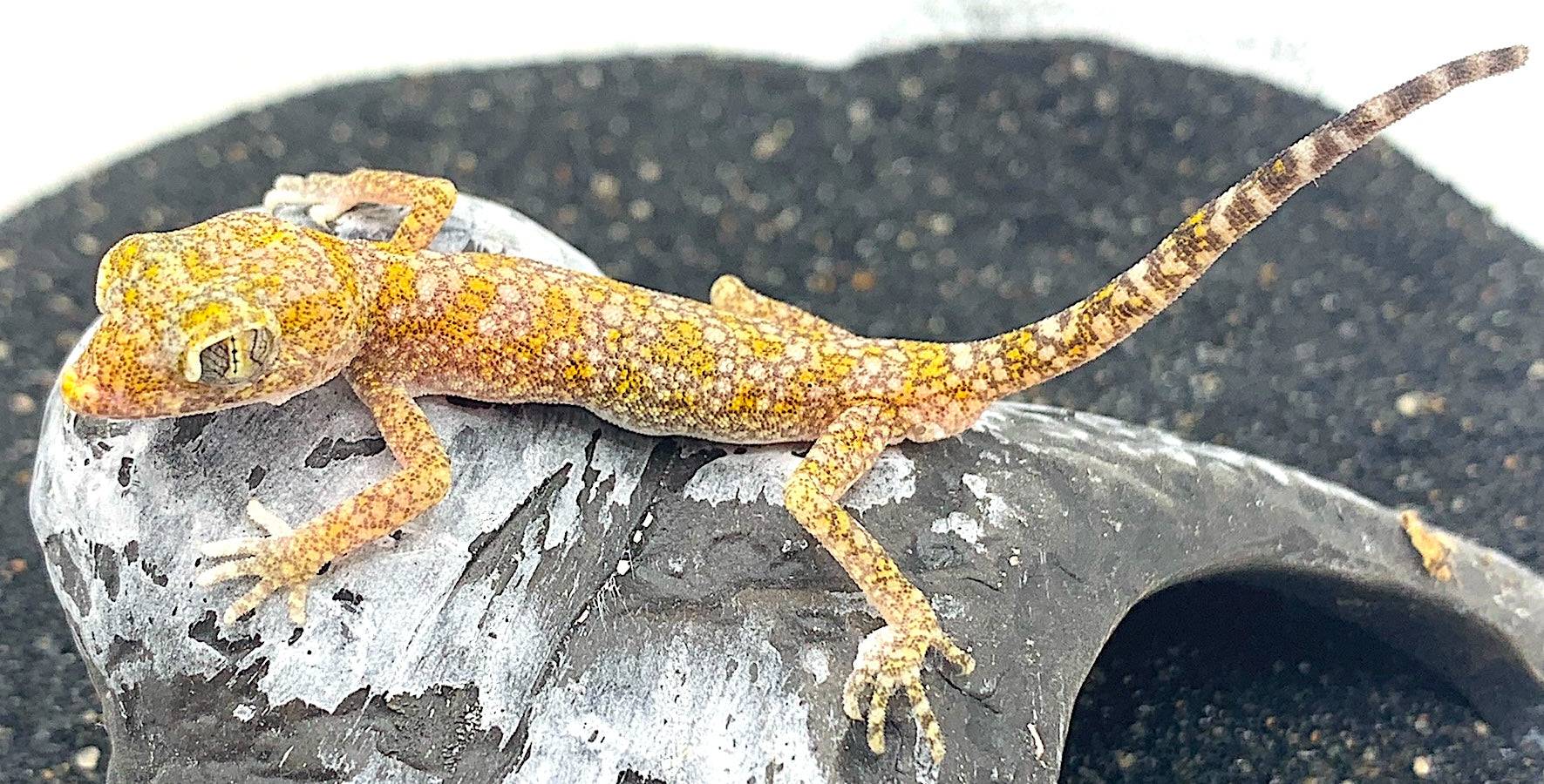 Speckled Dune Gecko (Stenodactylus stenodactylus)