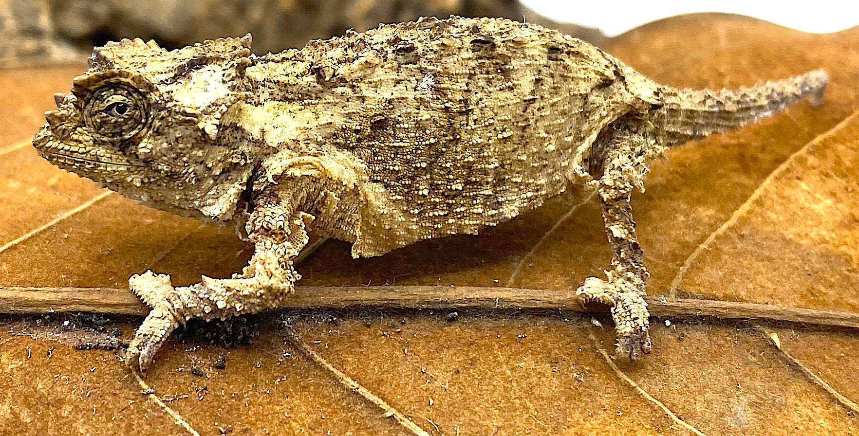 Spiny Leaf Chameleons (Brookesia ebenaui)