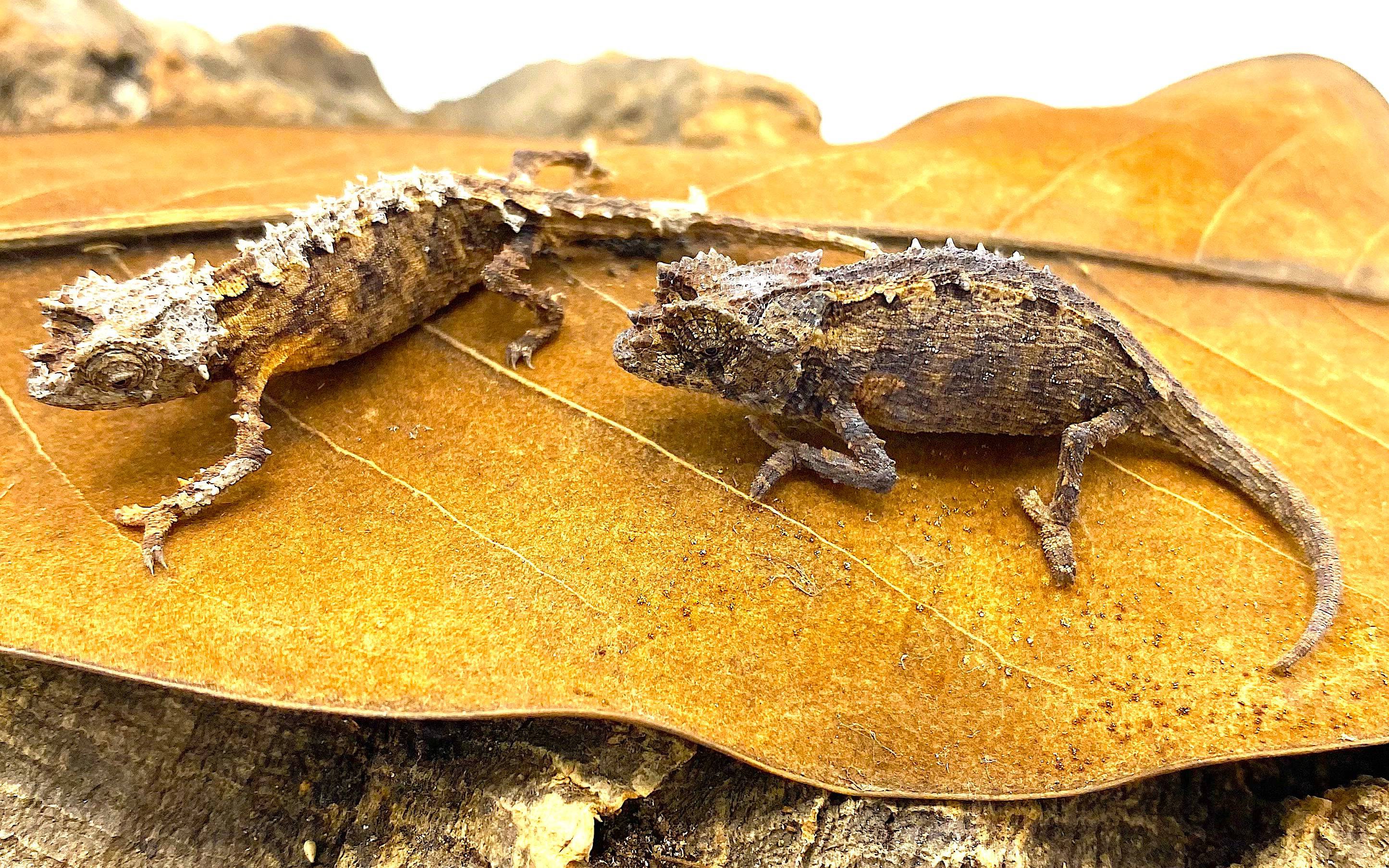 Spiny Leaf Chameleons (Brookesia ebenaui) - Image 2
