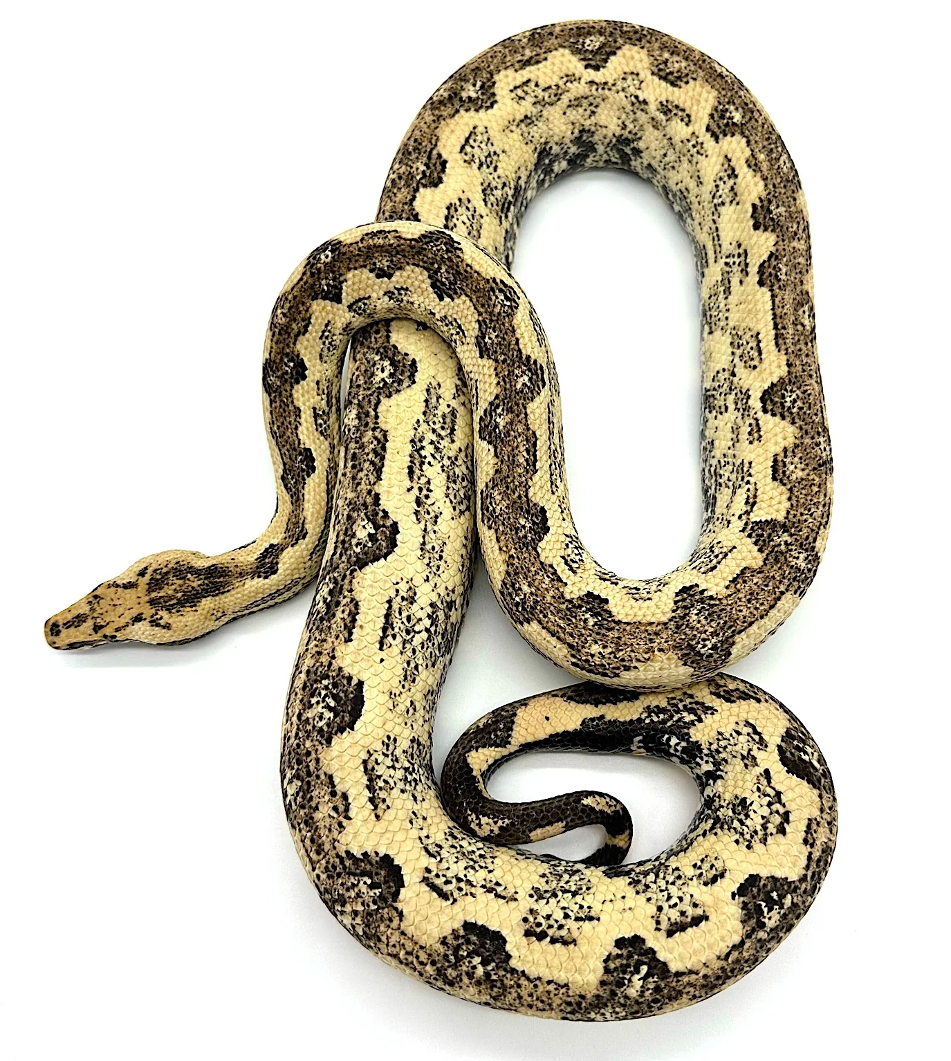 St Isabel Island Boa