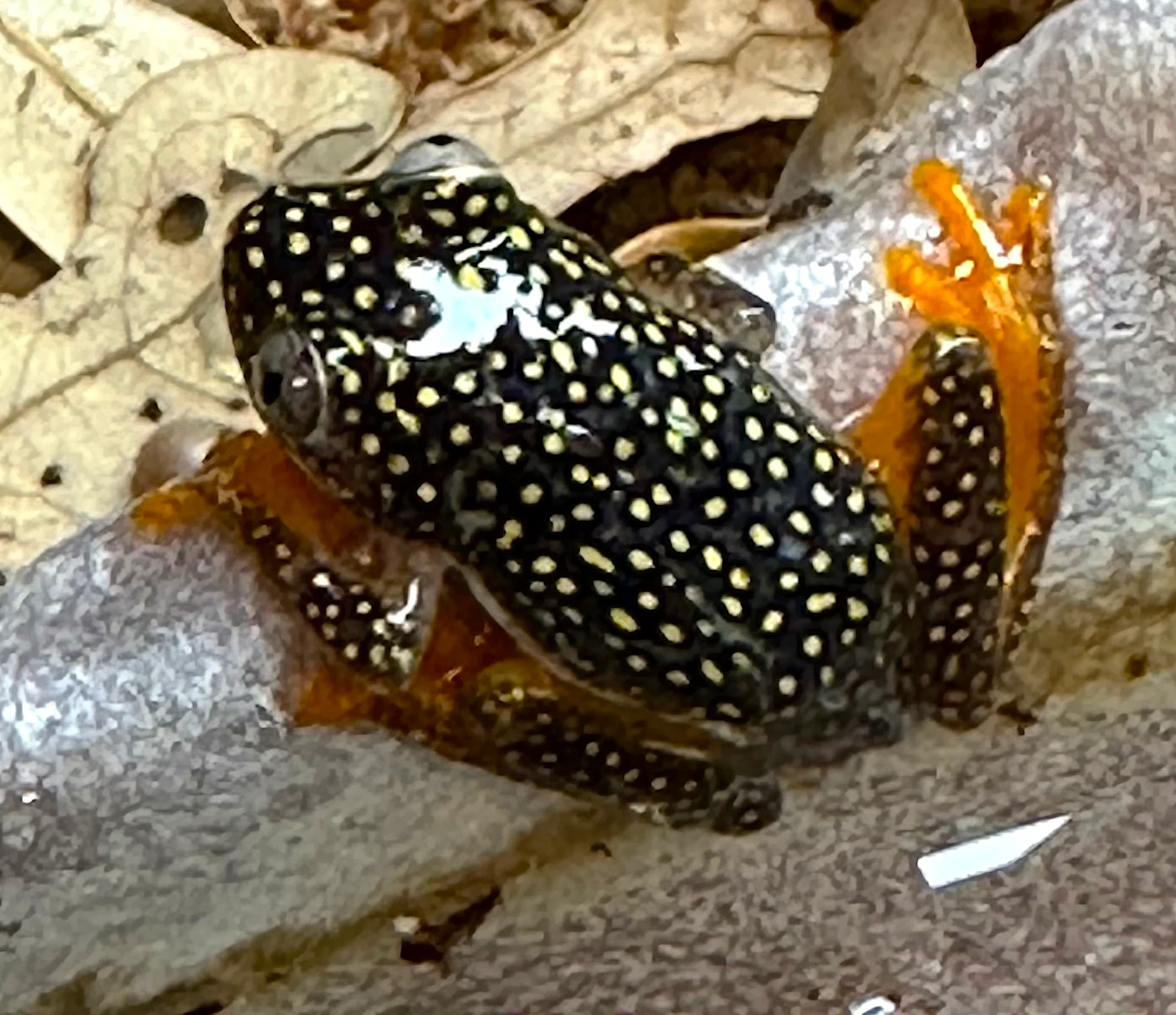 Starry Night Reed Frog (Heterixalus alboguttatus)