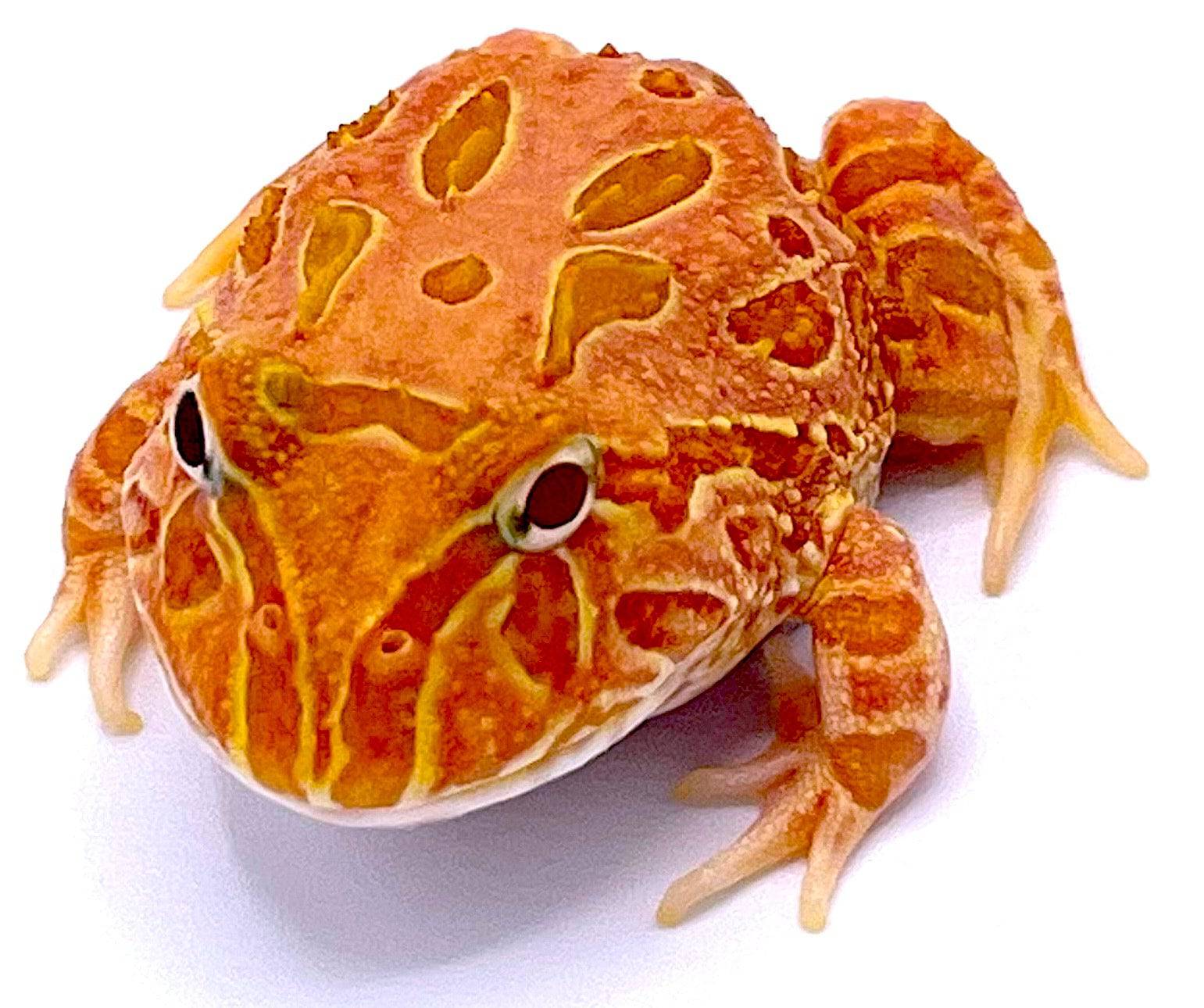 Strawberry PacMan Frog - Image 2