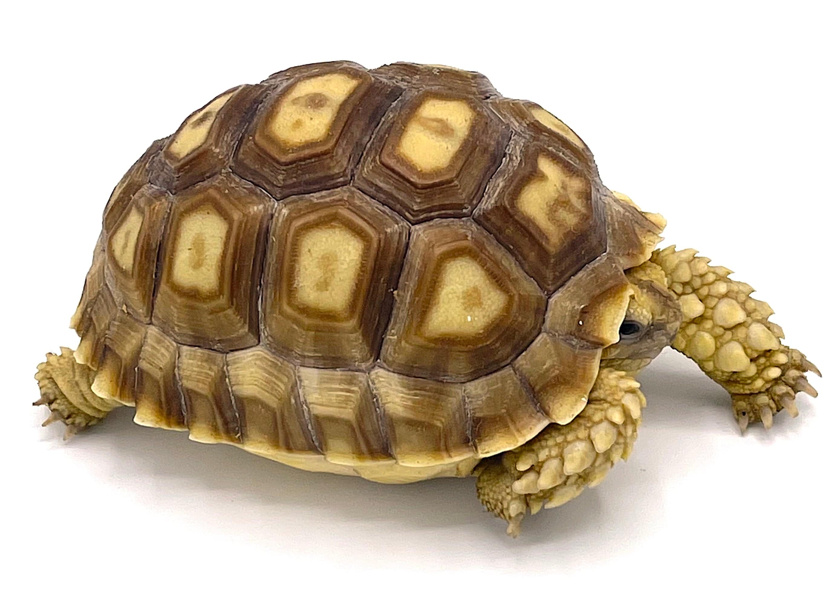 Sulcata Tortoise 3"