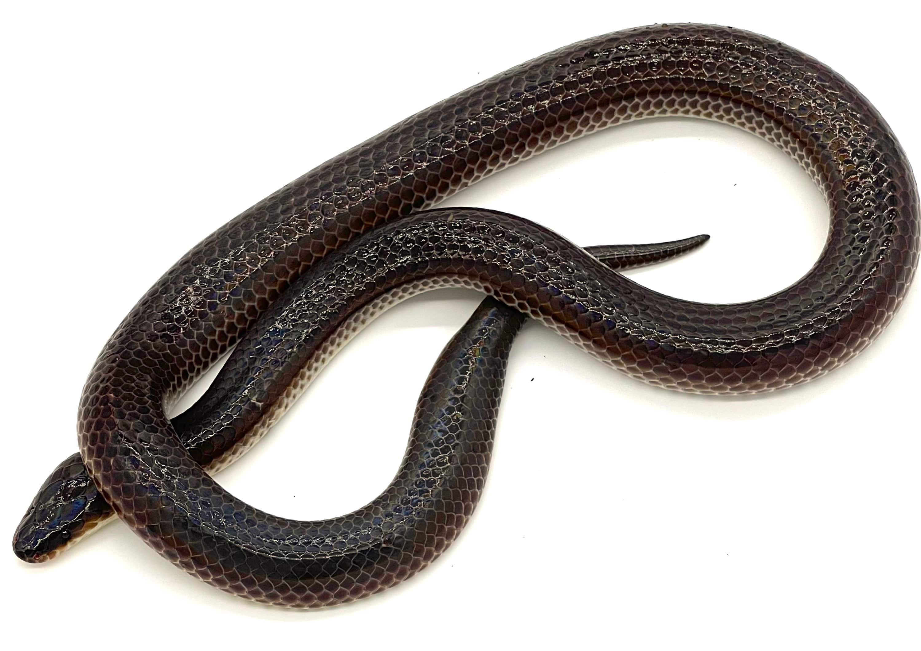 Sunbeam Snake