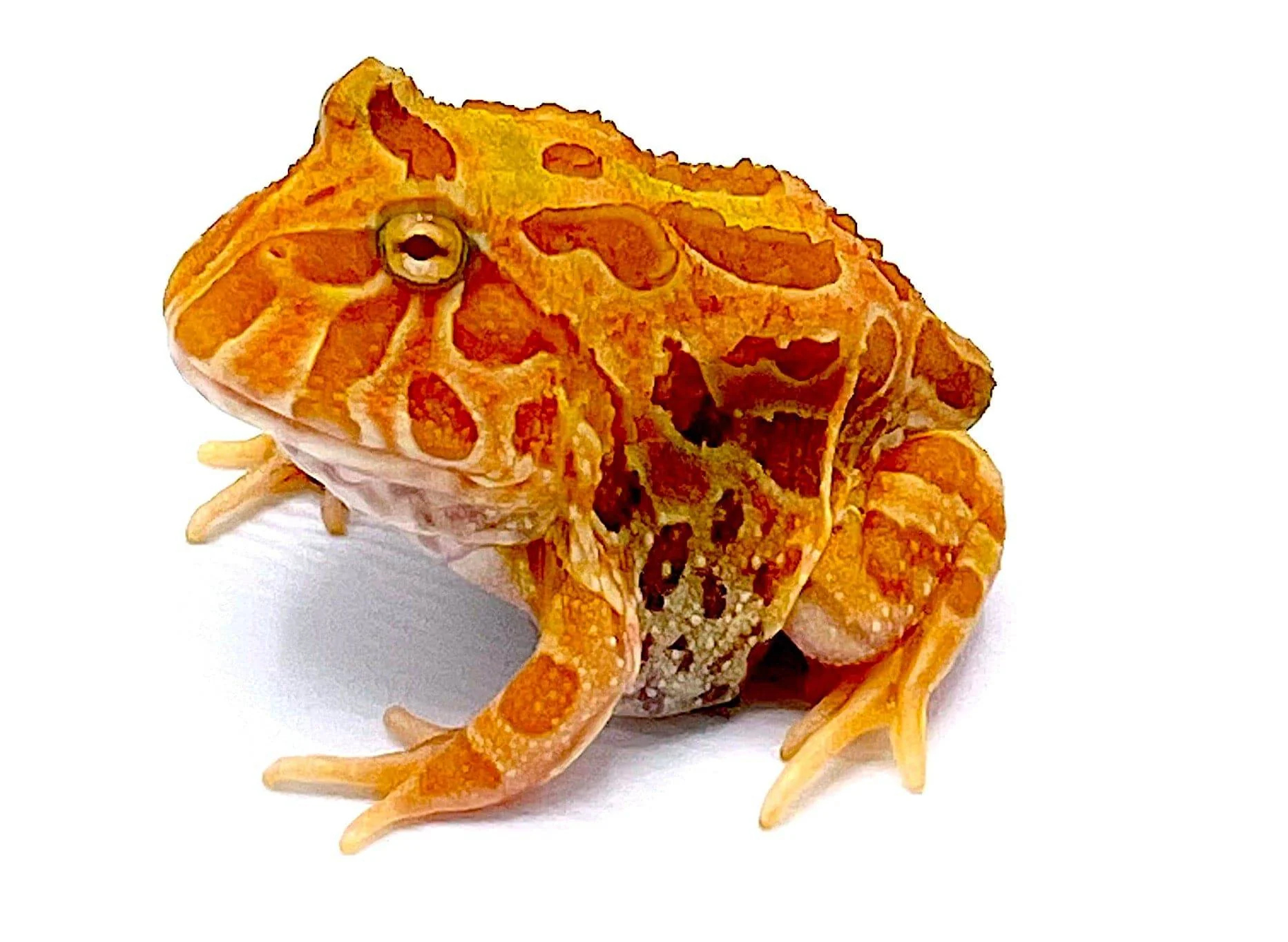 Sunburst Pacman Frog