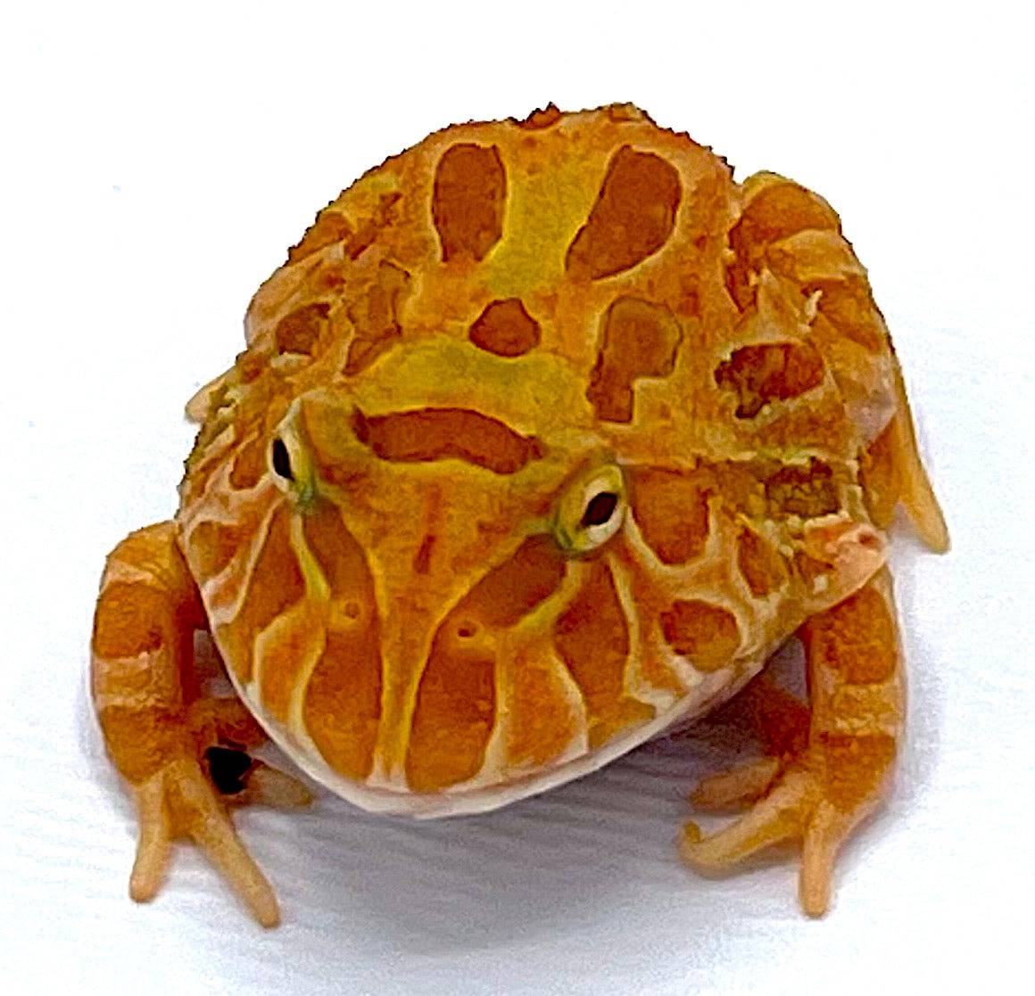 Sunburst Pacman Frog - Image 2