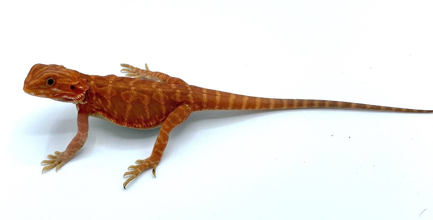 Super Red Leather Back Bearded Dragon BD1 - Image 3