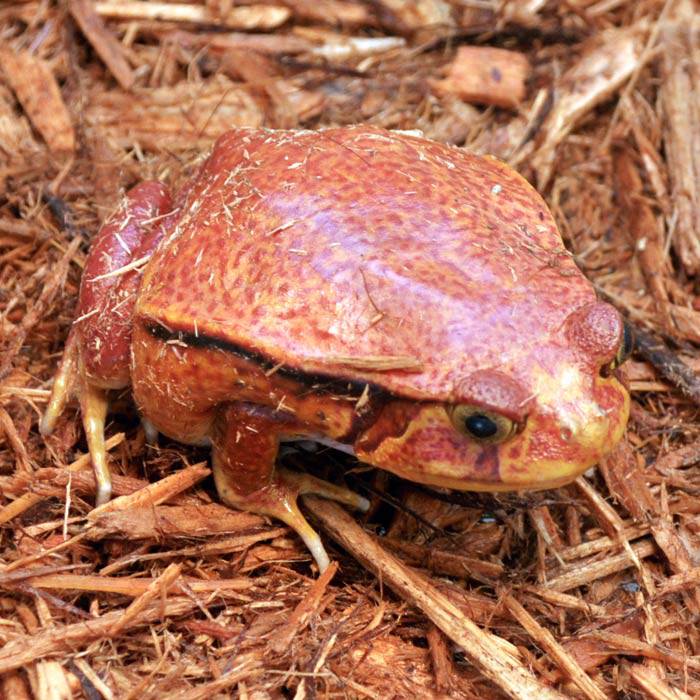 Tomato Frogs (adults)