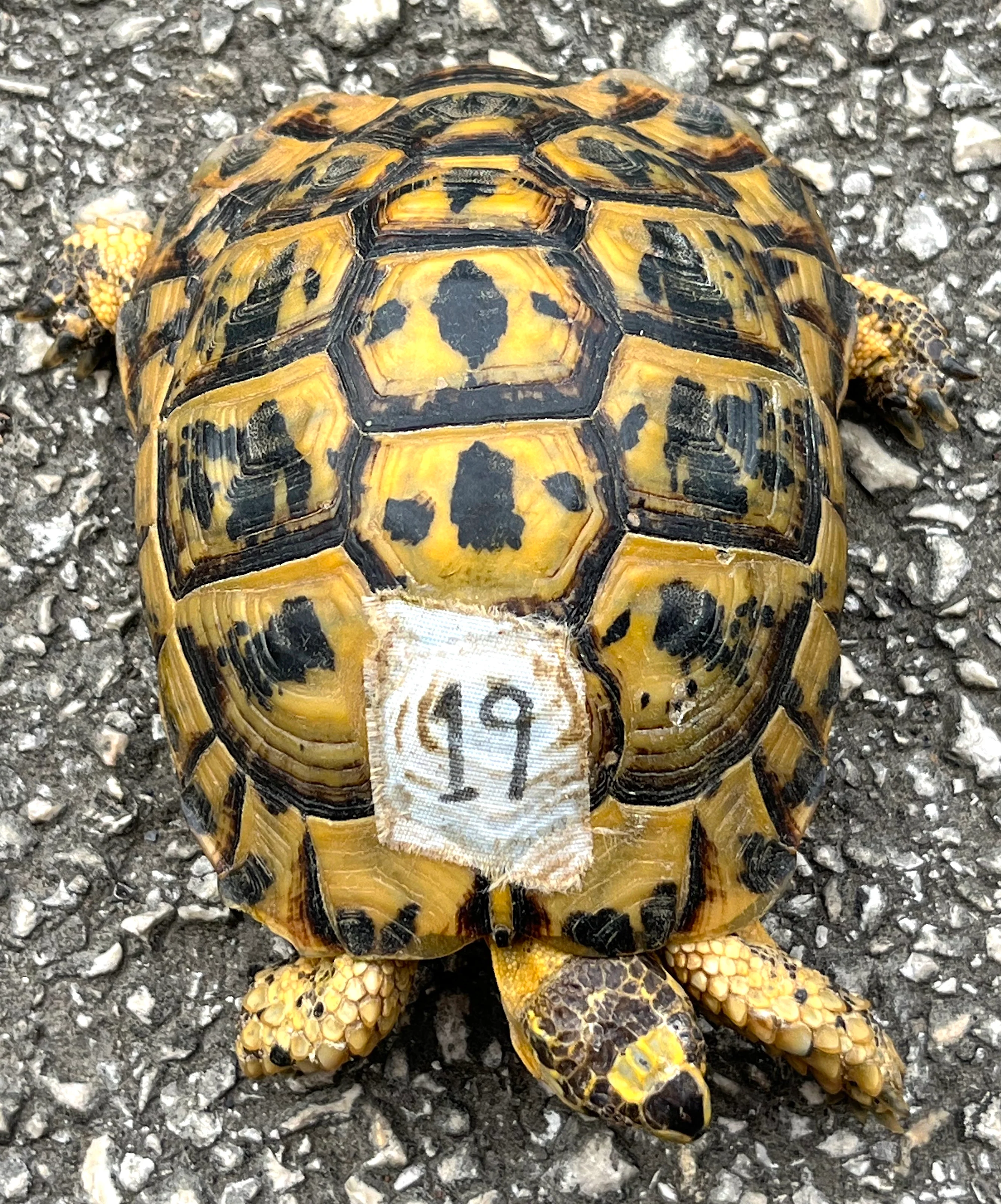 Tunisian Tortoises (Testudo graeca nabeulensis)