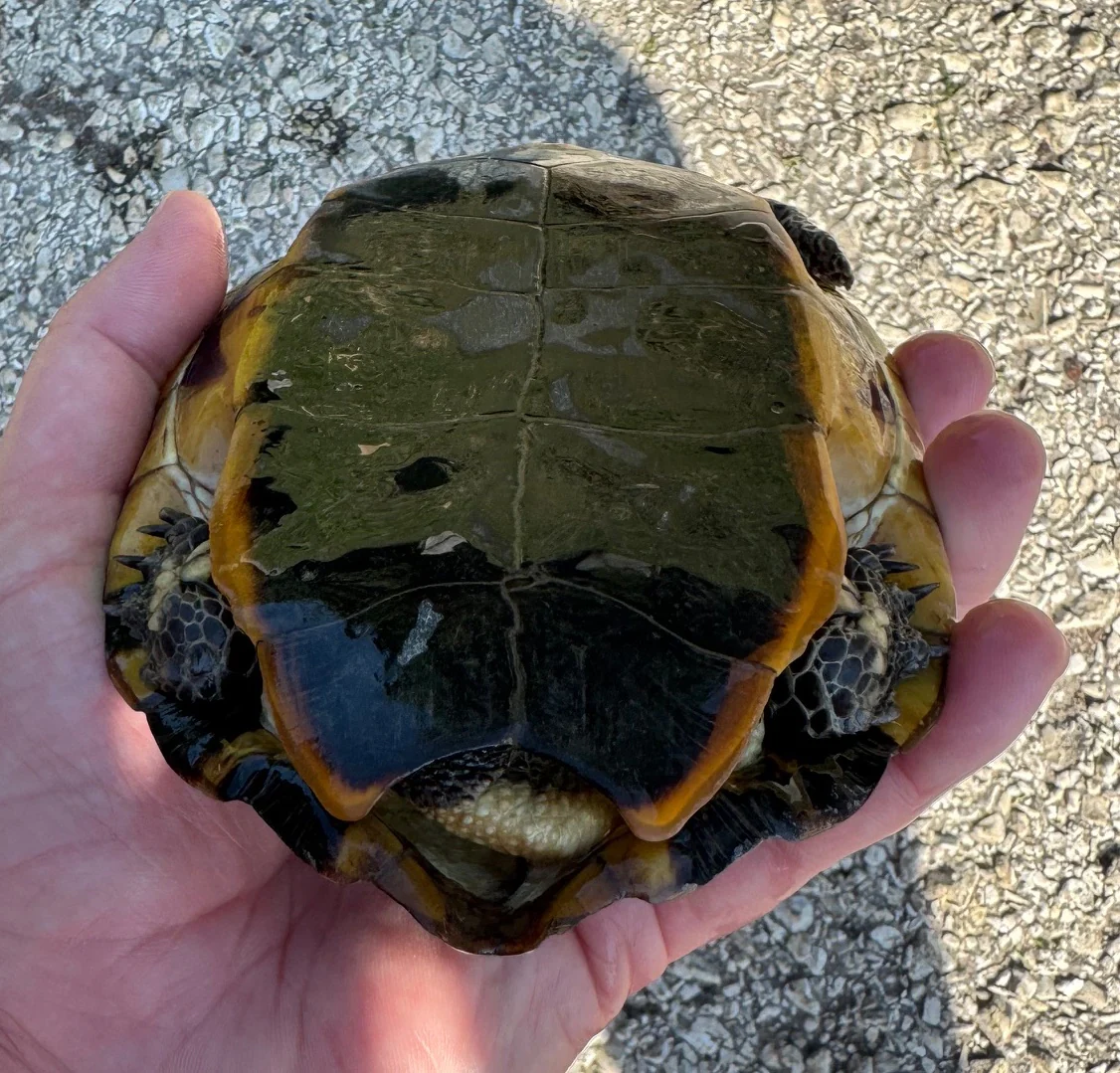 Twist Neck Turtle Pairs (Platemys platycephala) - Image 2