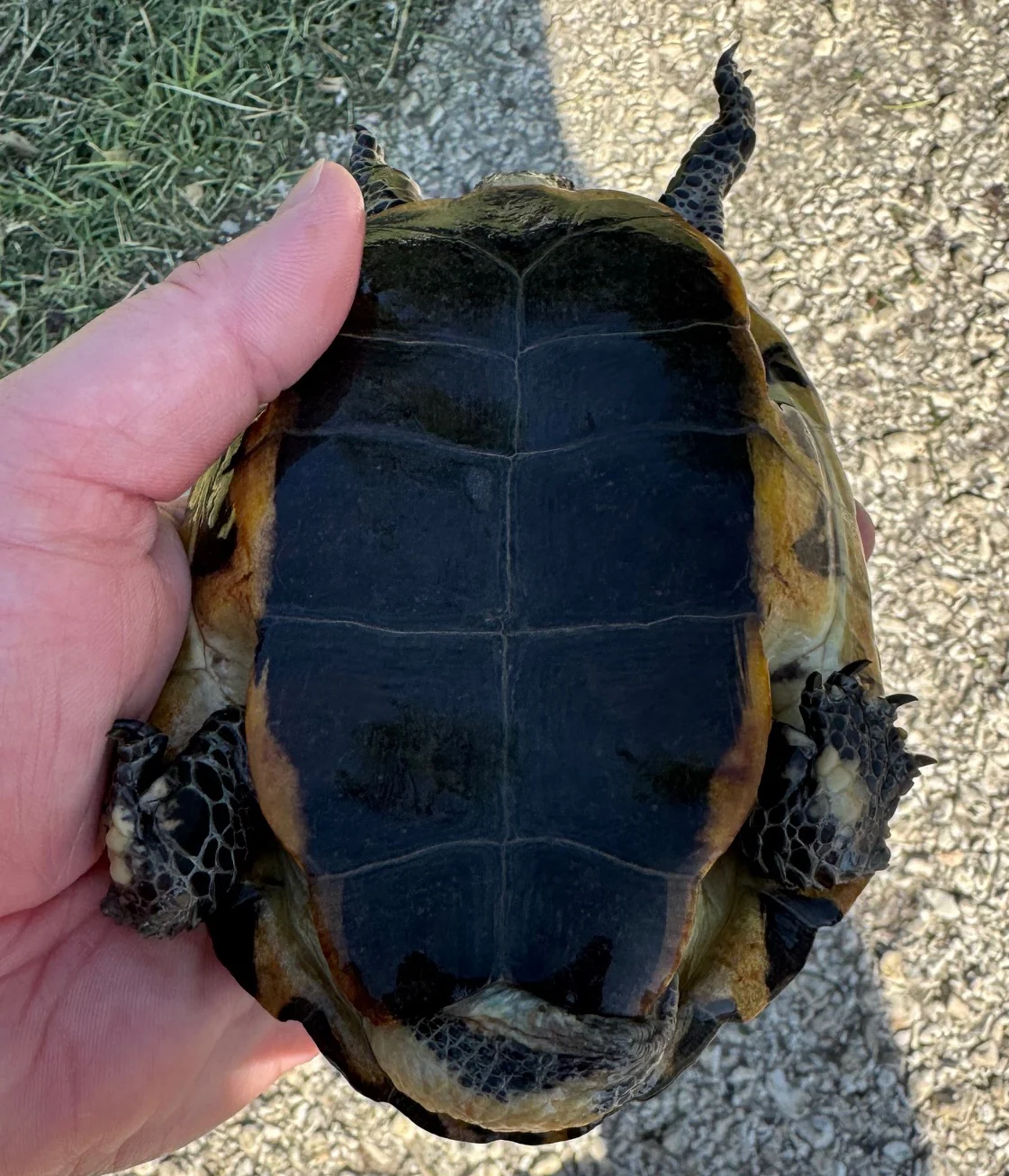 Twist Neck Turtle Pairs (Platemys platycephala) - Image 3