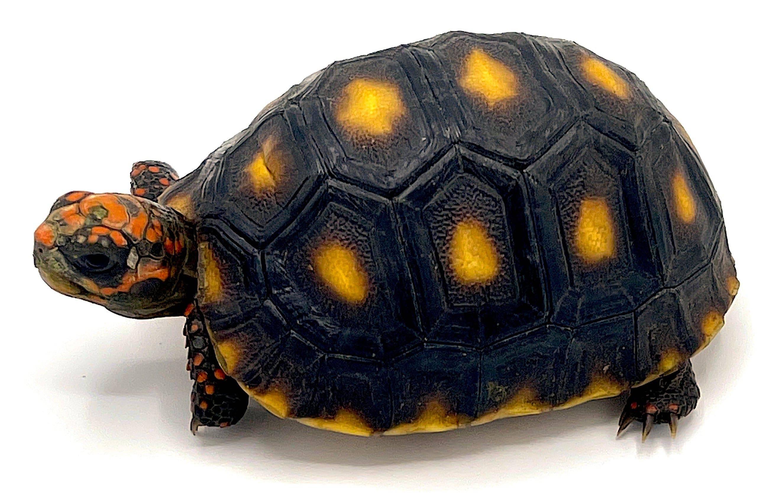 Venezuelan Red Foot Tortoise Baby