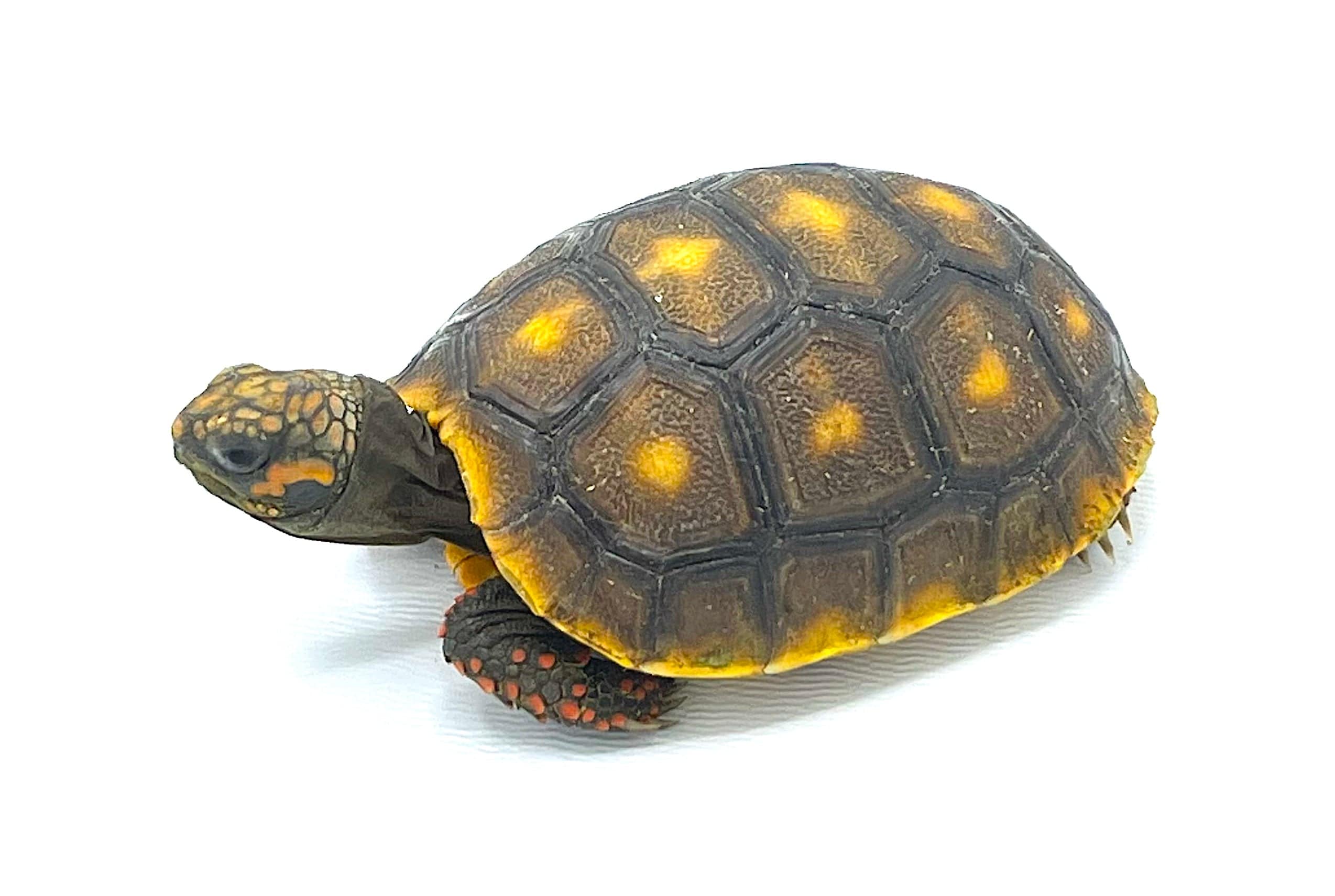Venezuelan Red Foot Tortoise Baby - Image 2