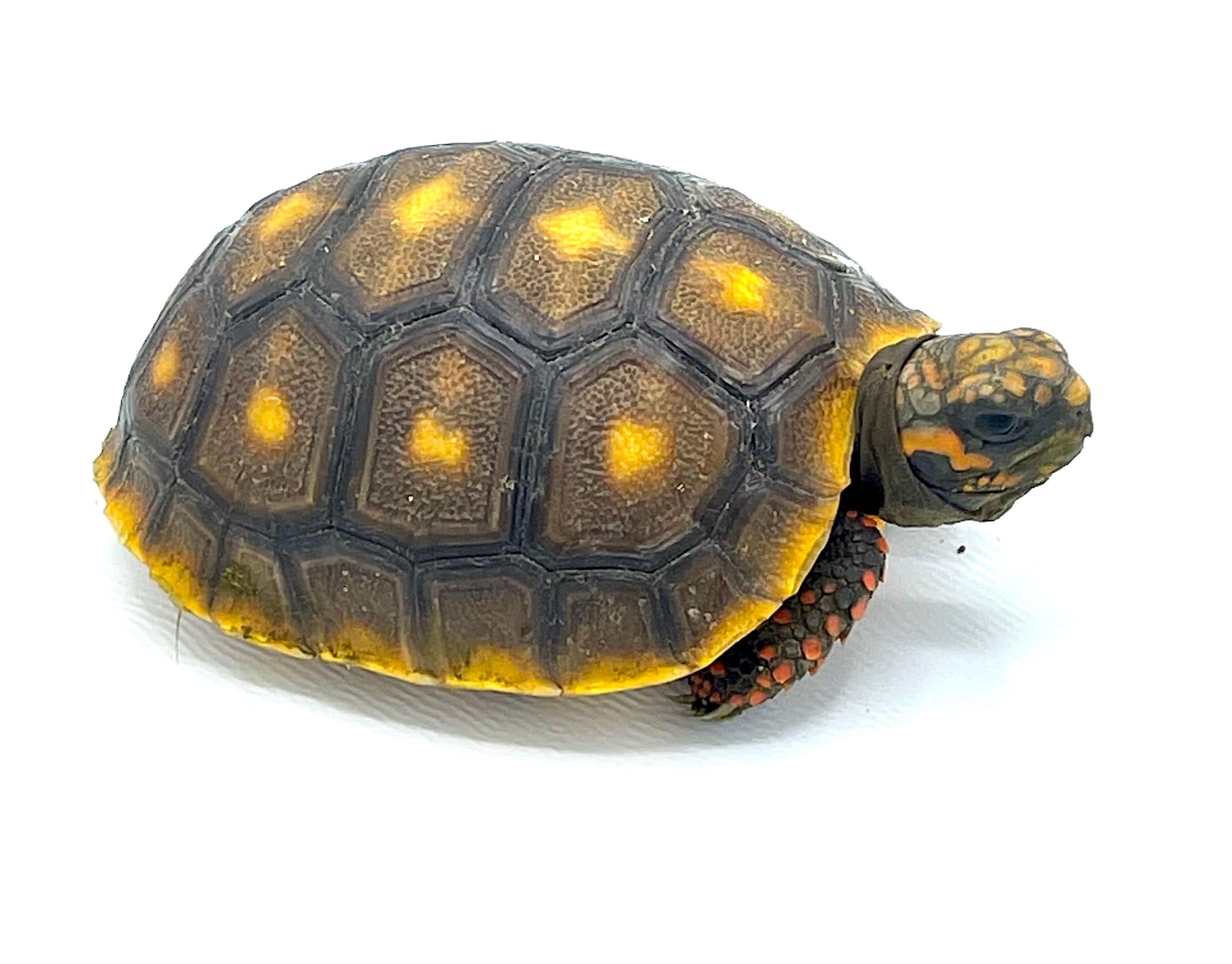 Venezuelan Red Foot Tortoise Baby - Image 3