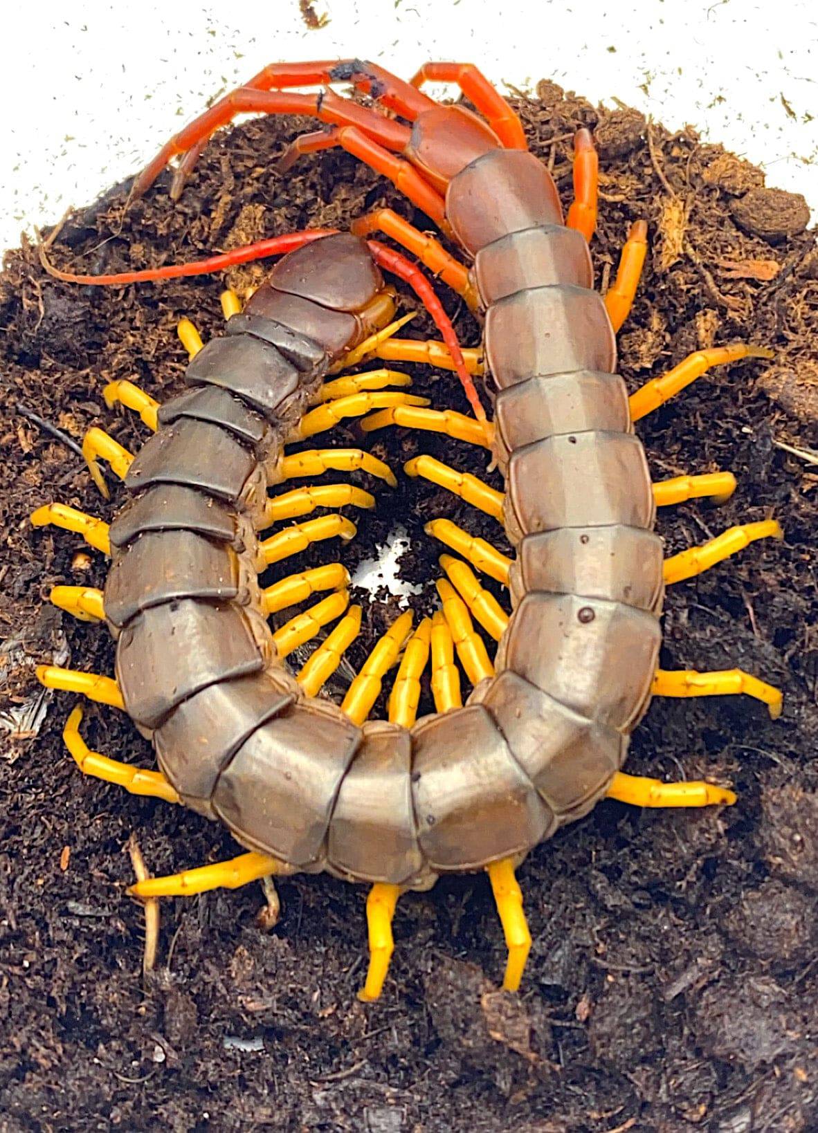 Vietnamese Giant Centipede
